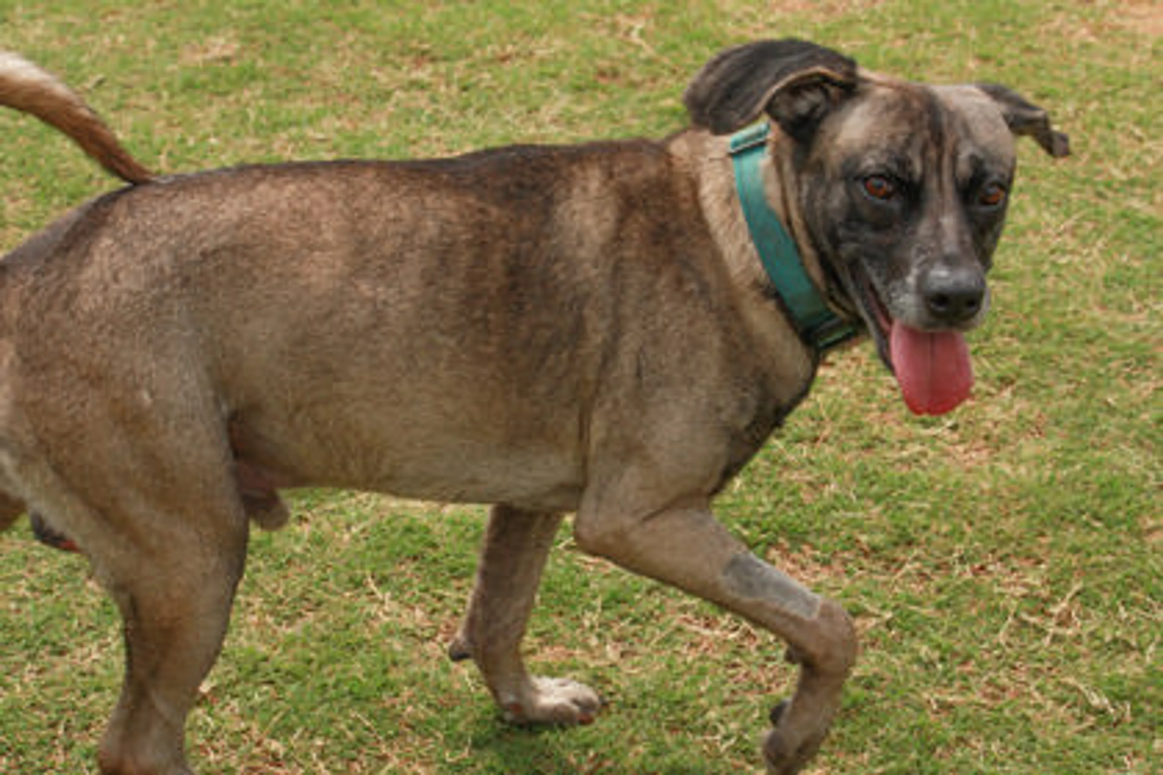 Found pet-2