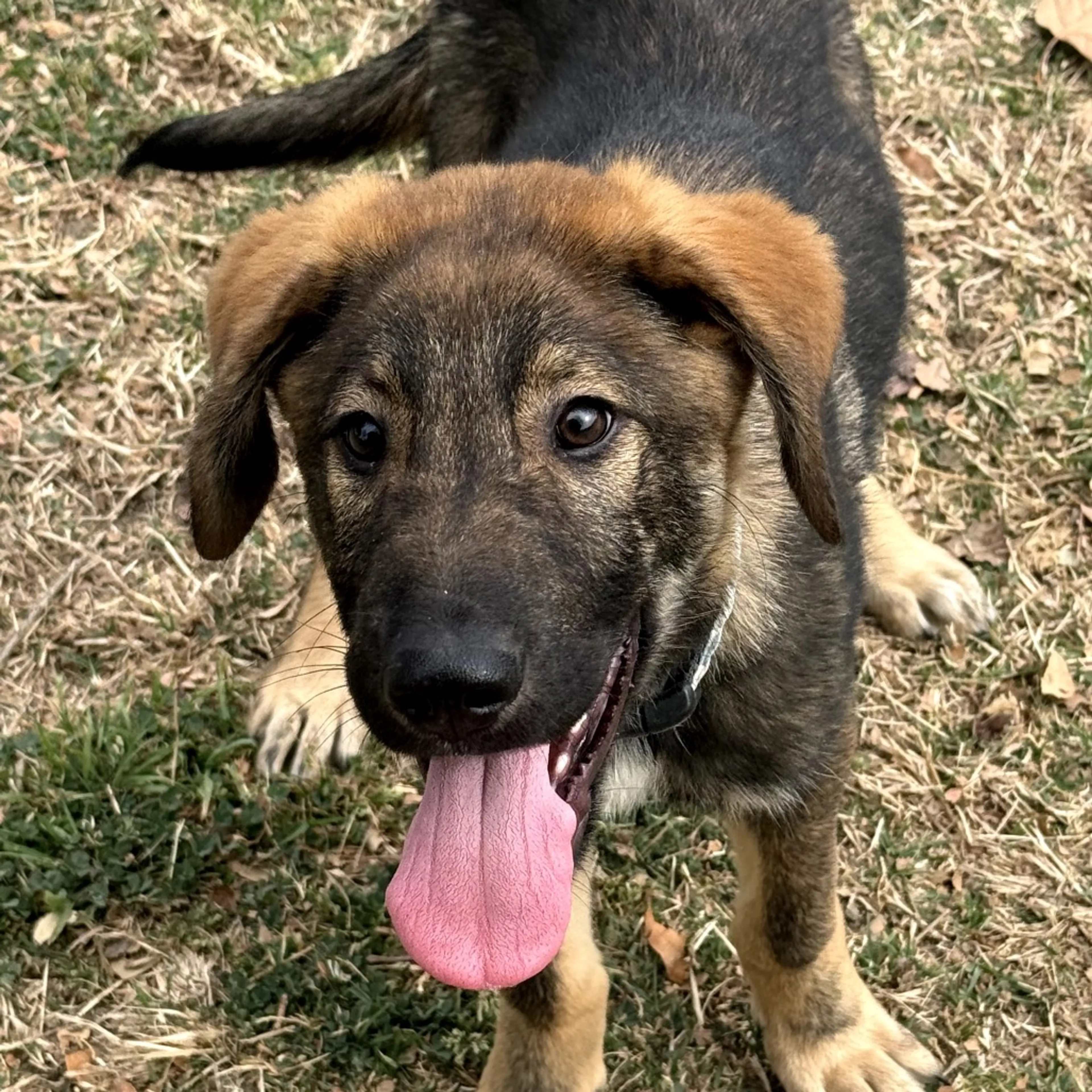 Found pet-4