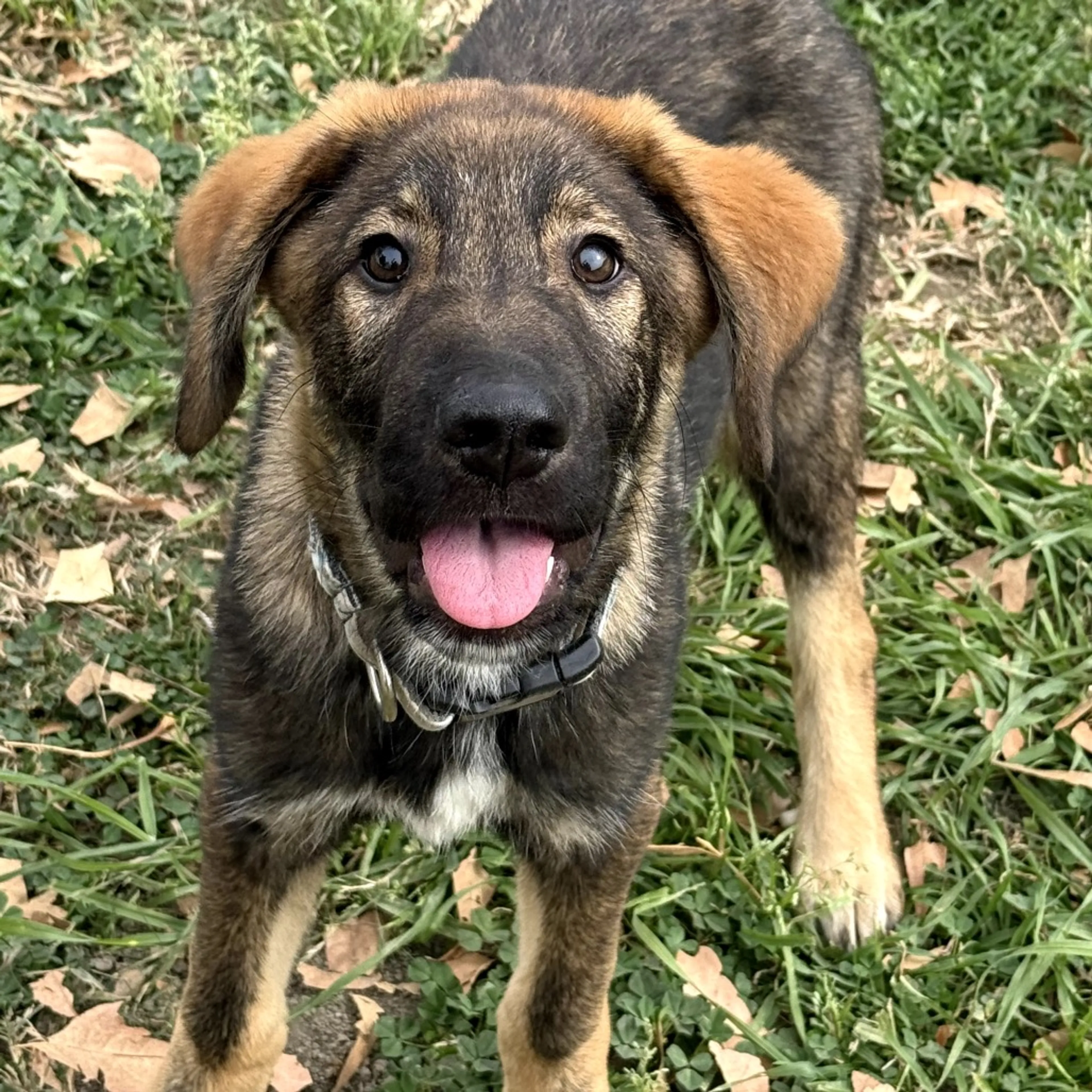 Found pet-3