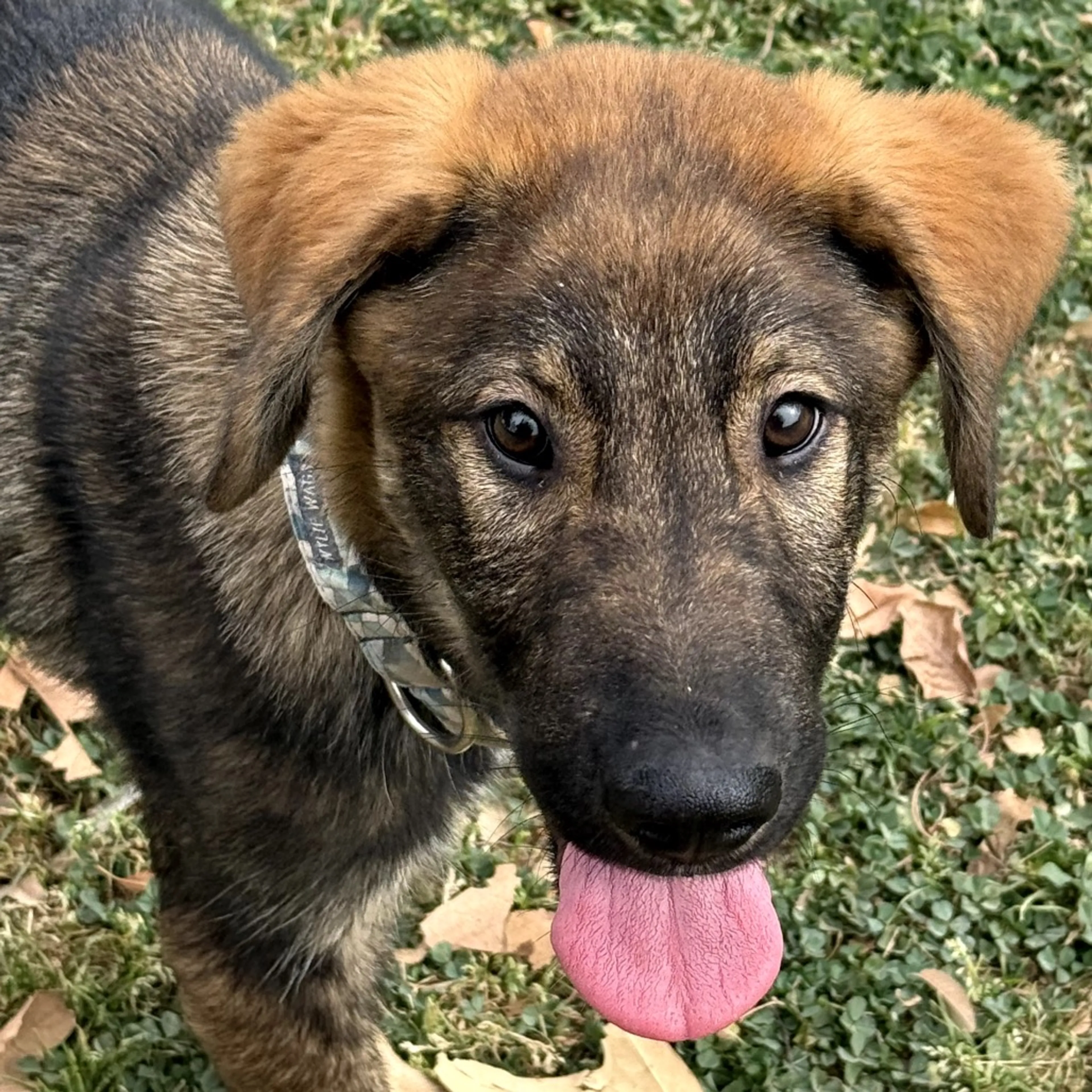 Found pet-2