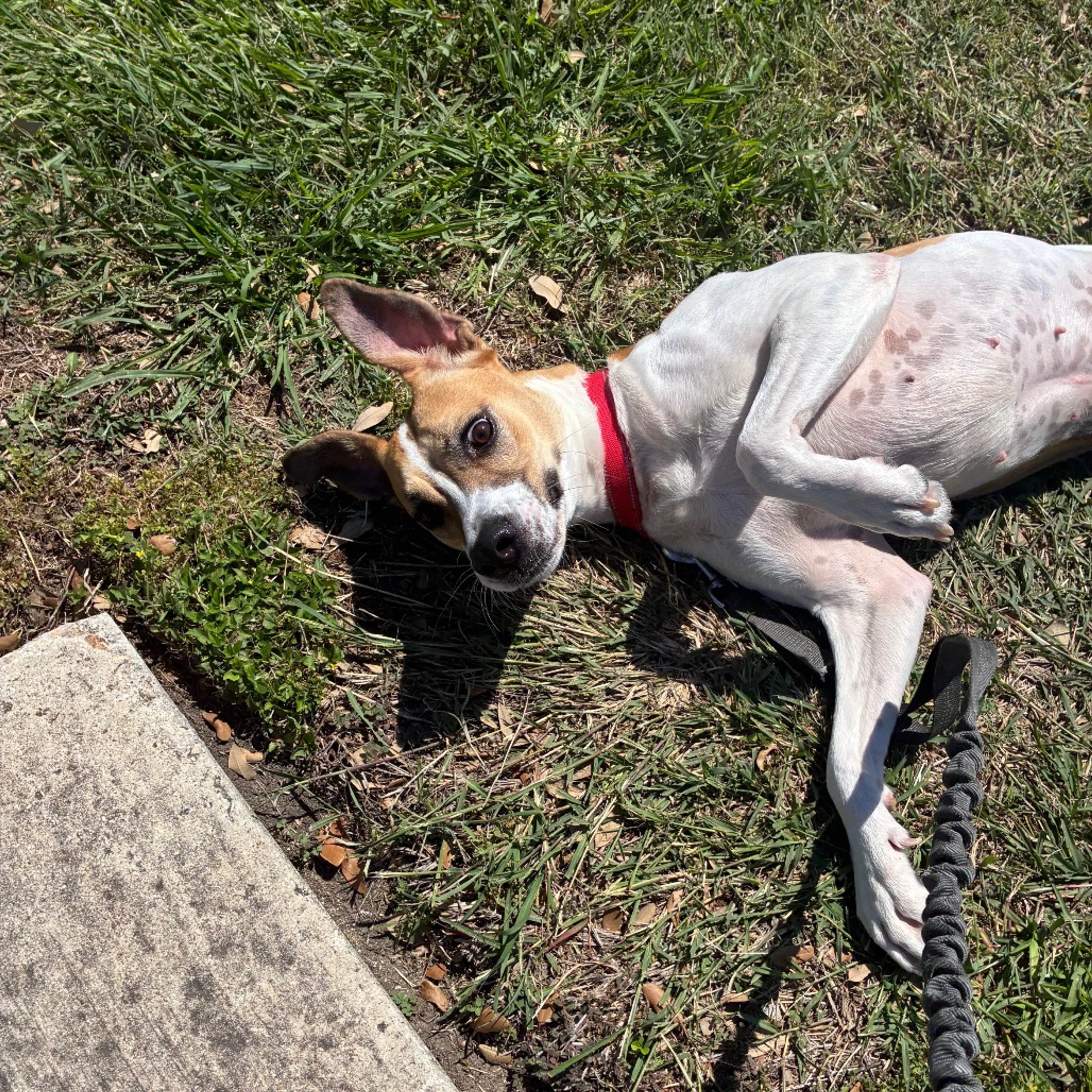 cdn image