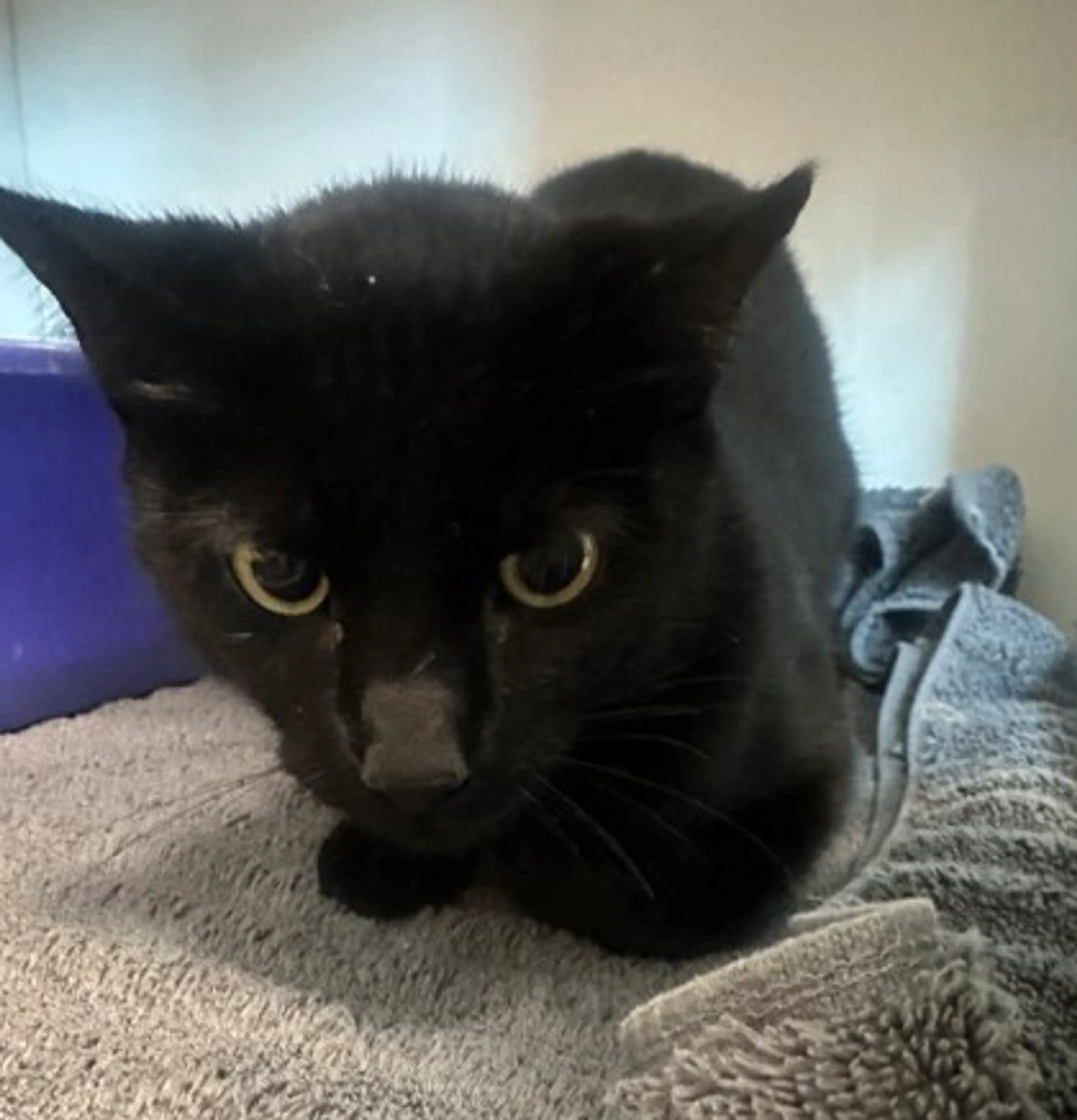Found pet-1