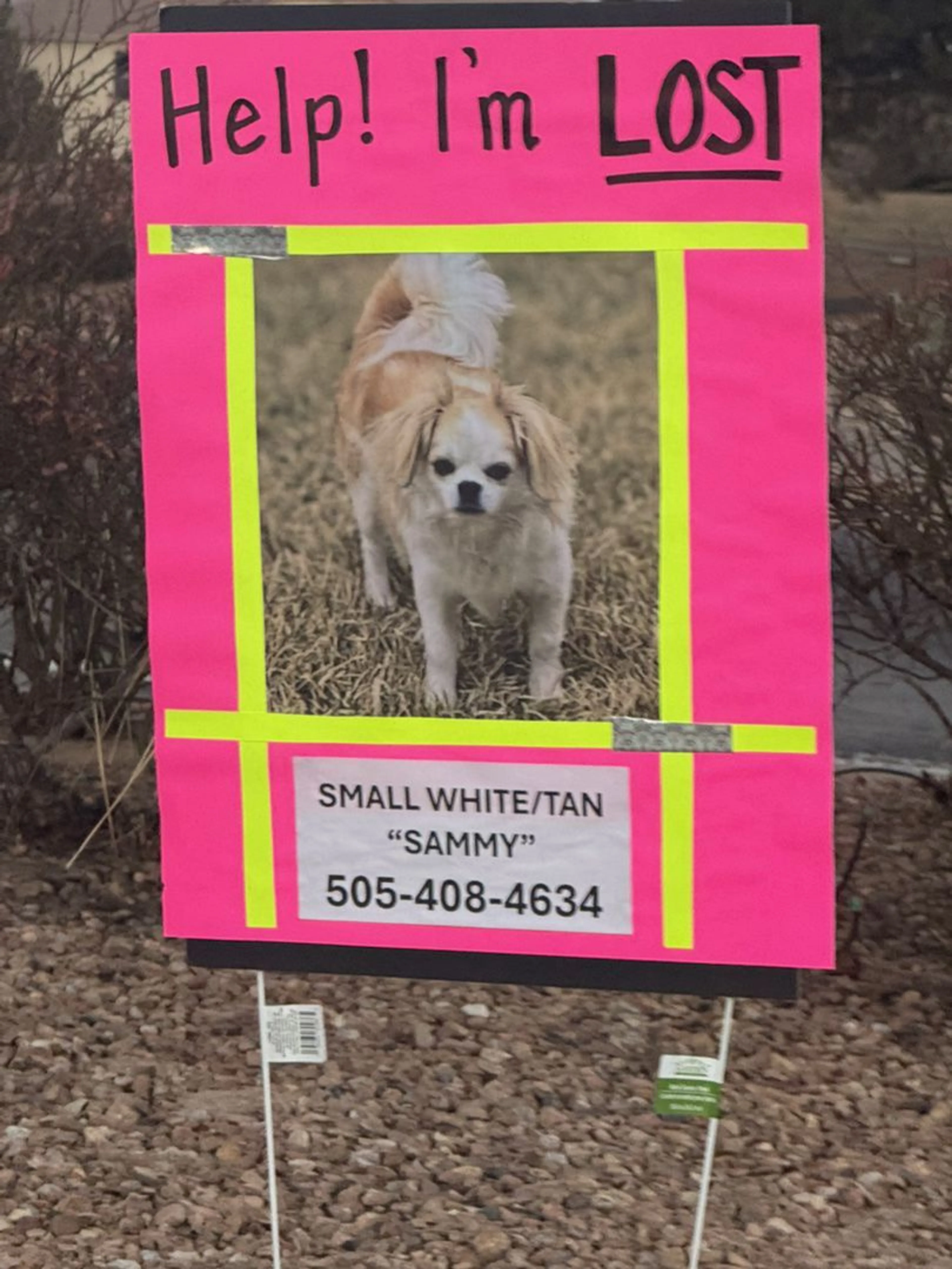 Lost pet