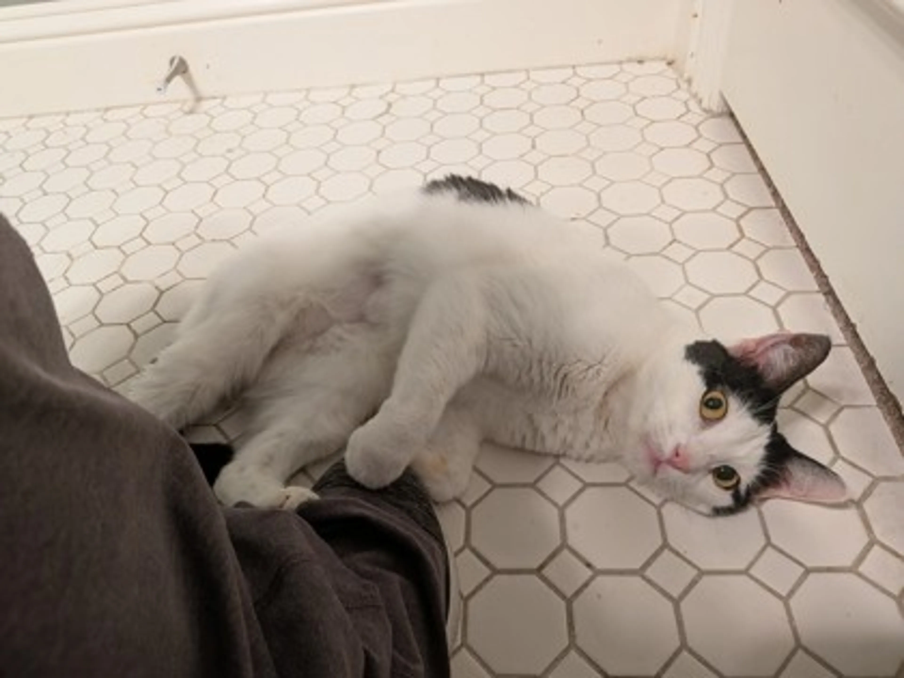Found pet-1