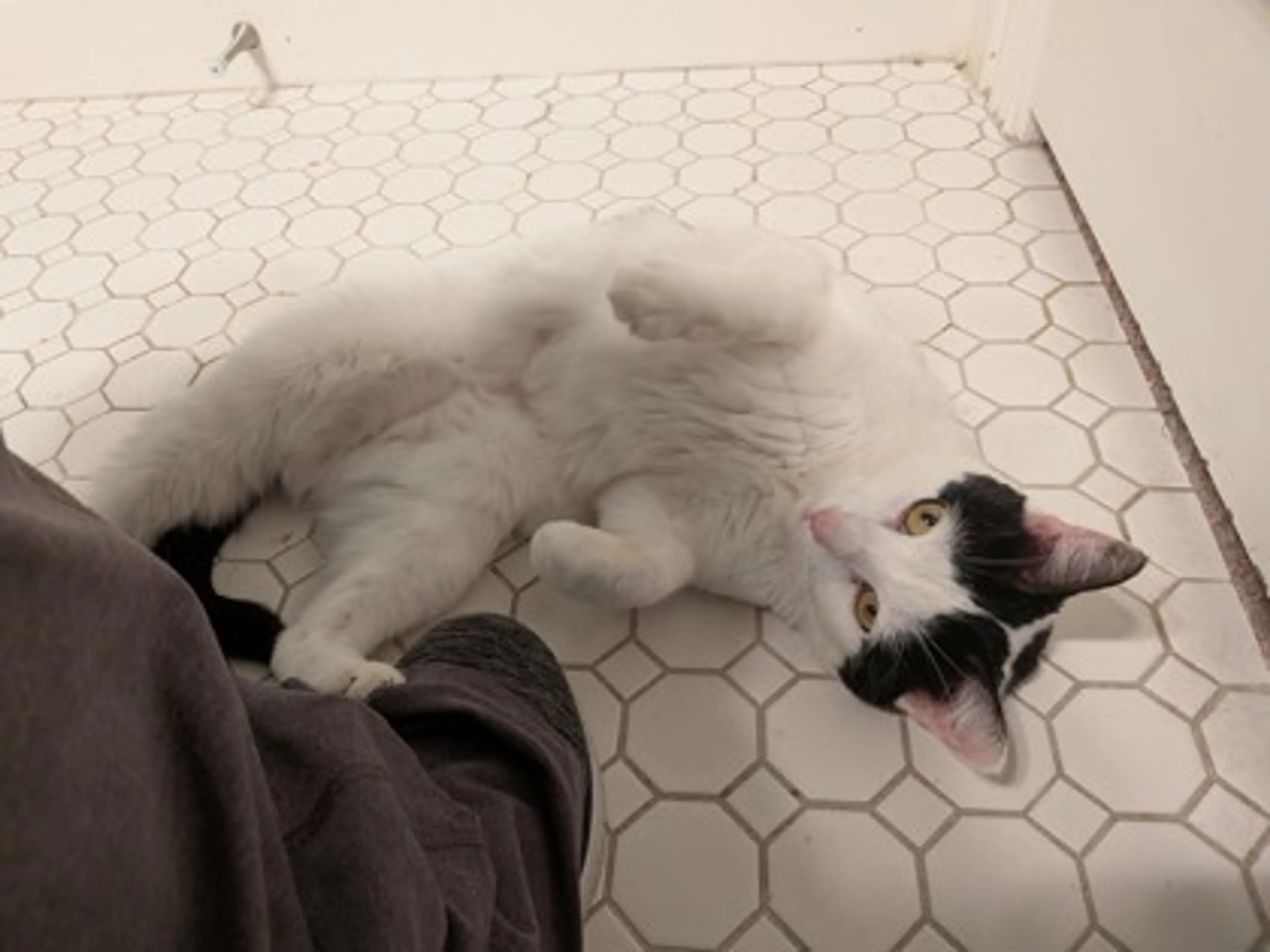 Found pet-0