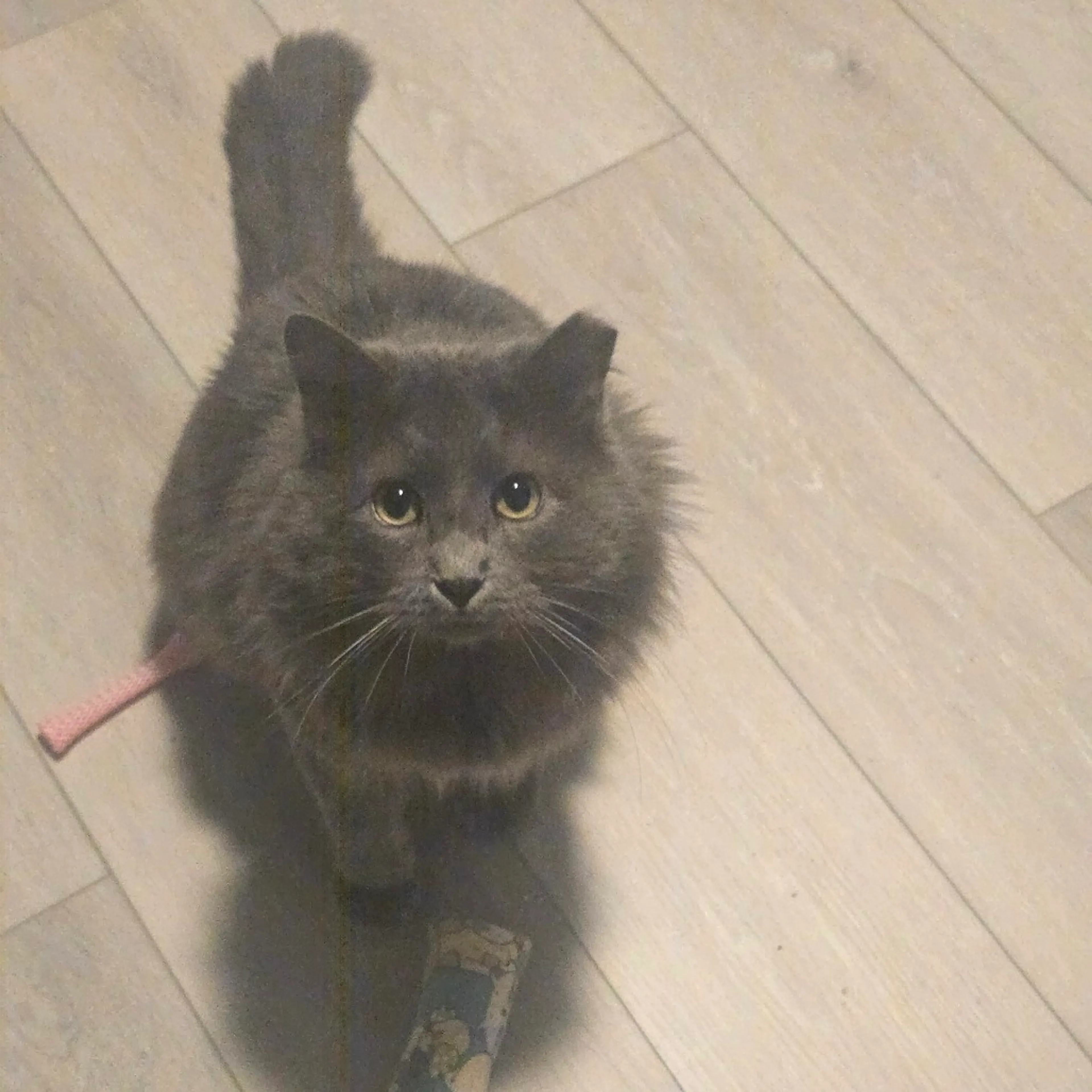 Found pet-4