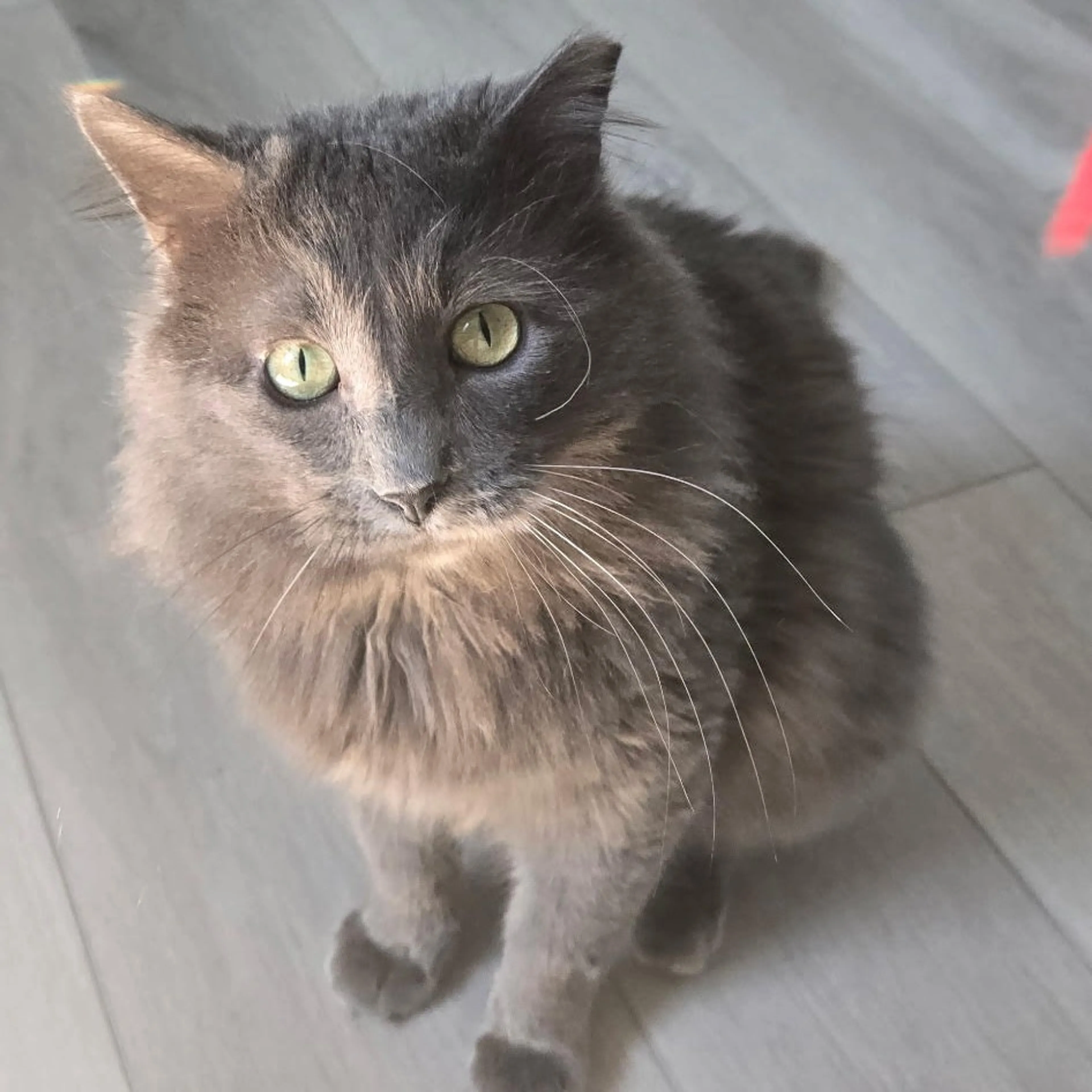 Found pet-0