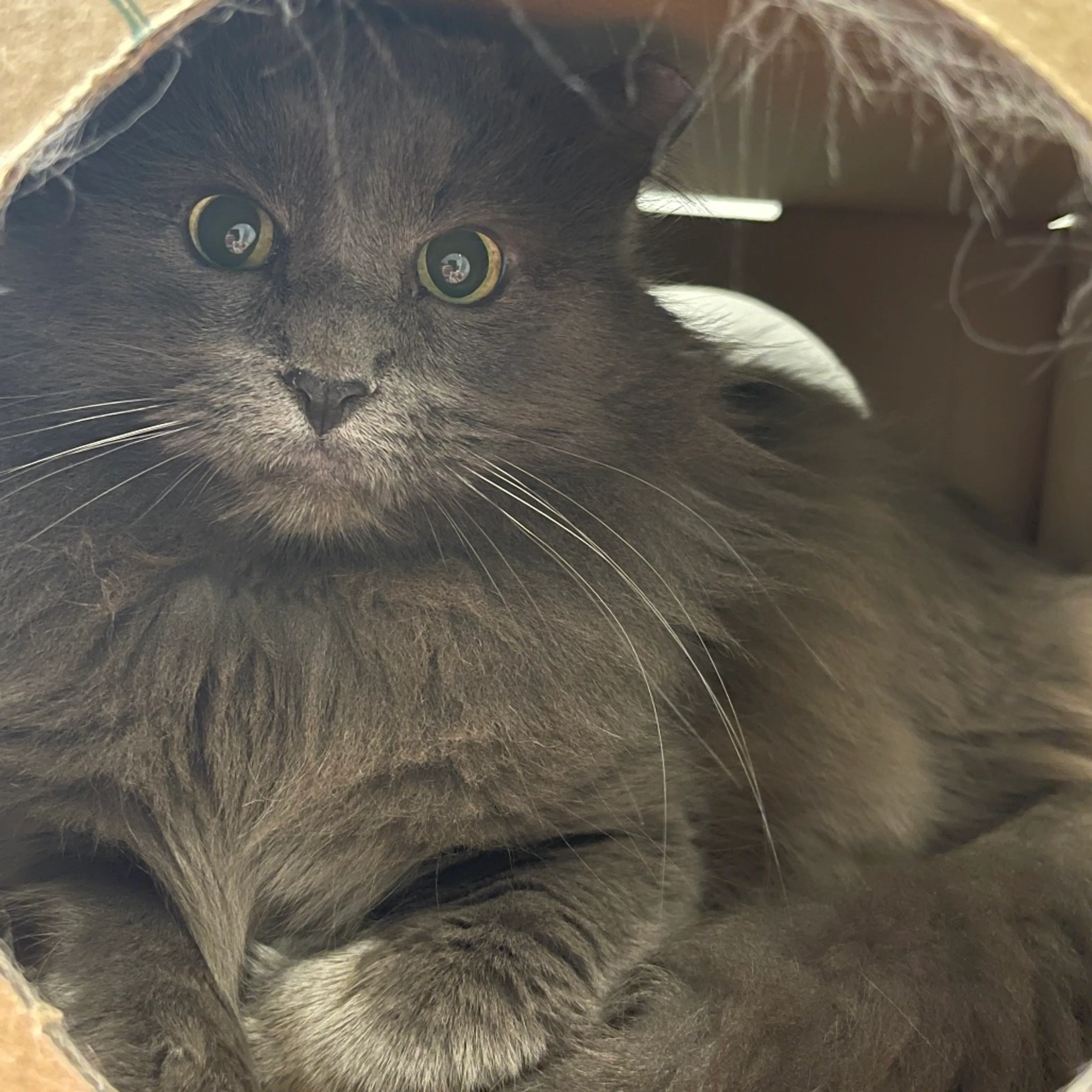 Found pet-3