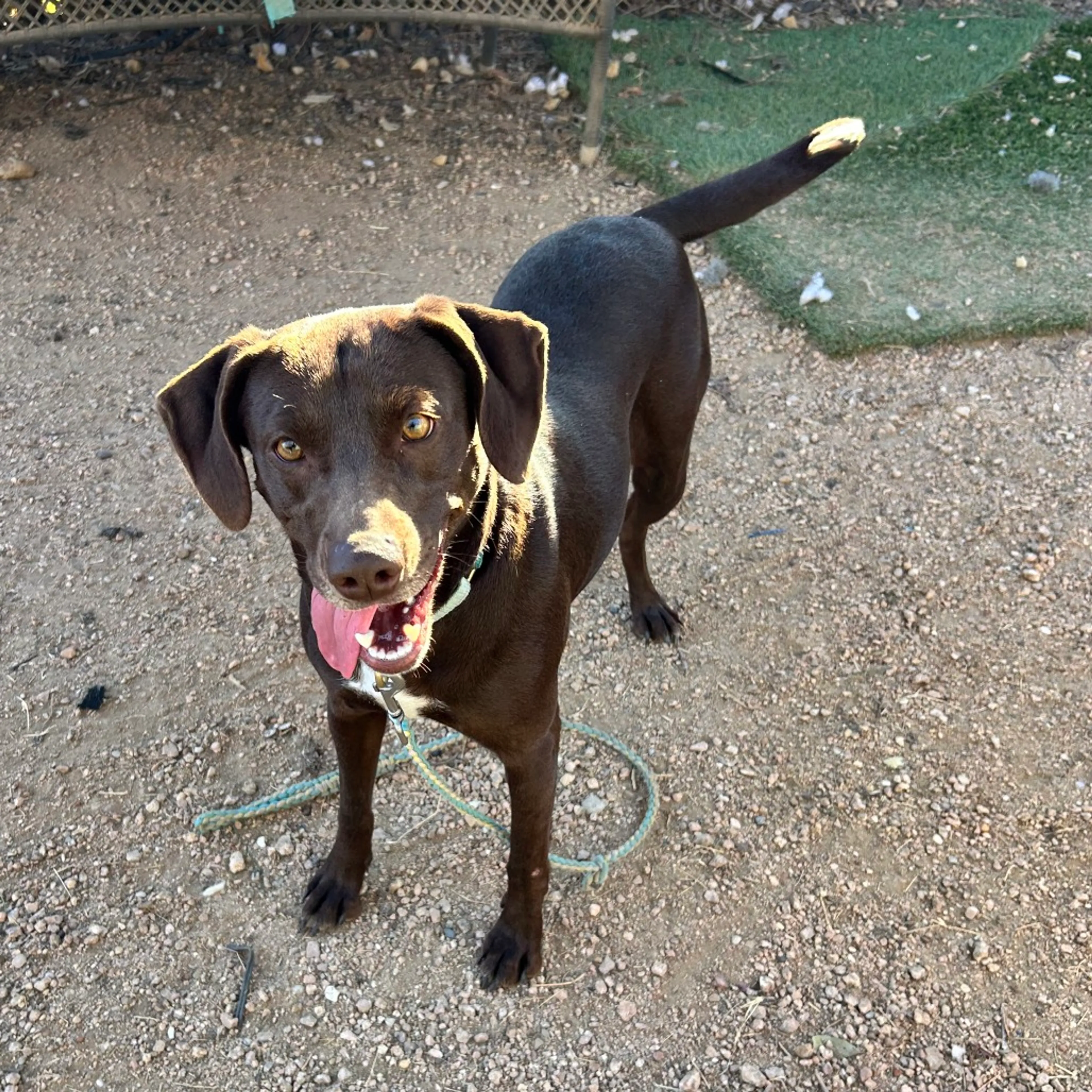 Found pet-3