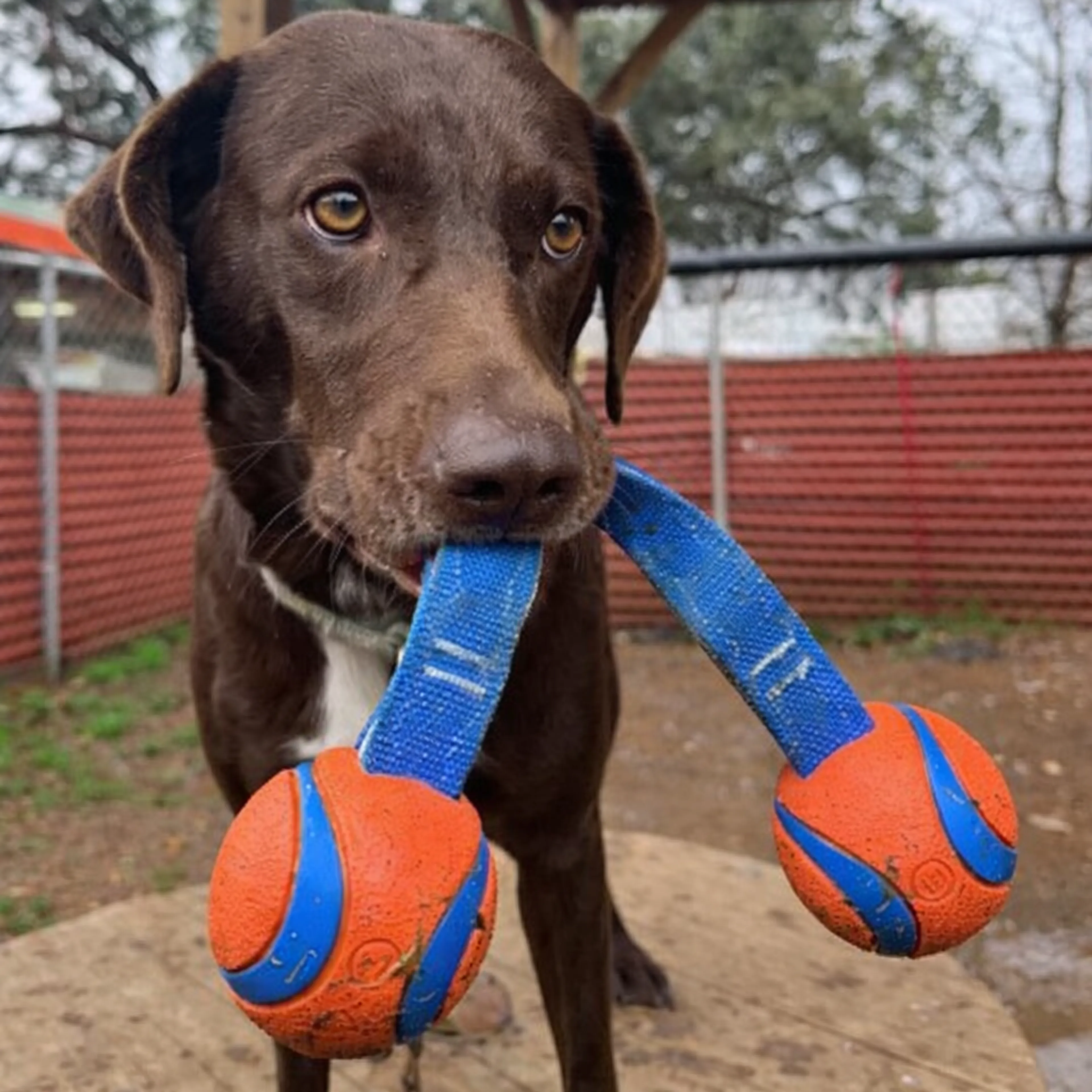 Found pet-4