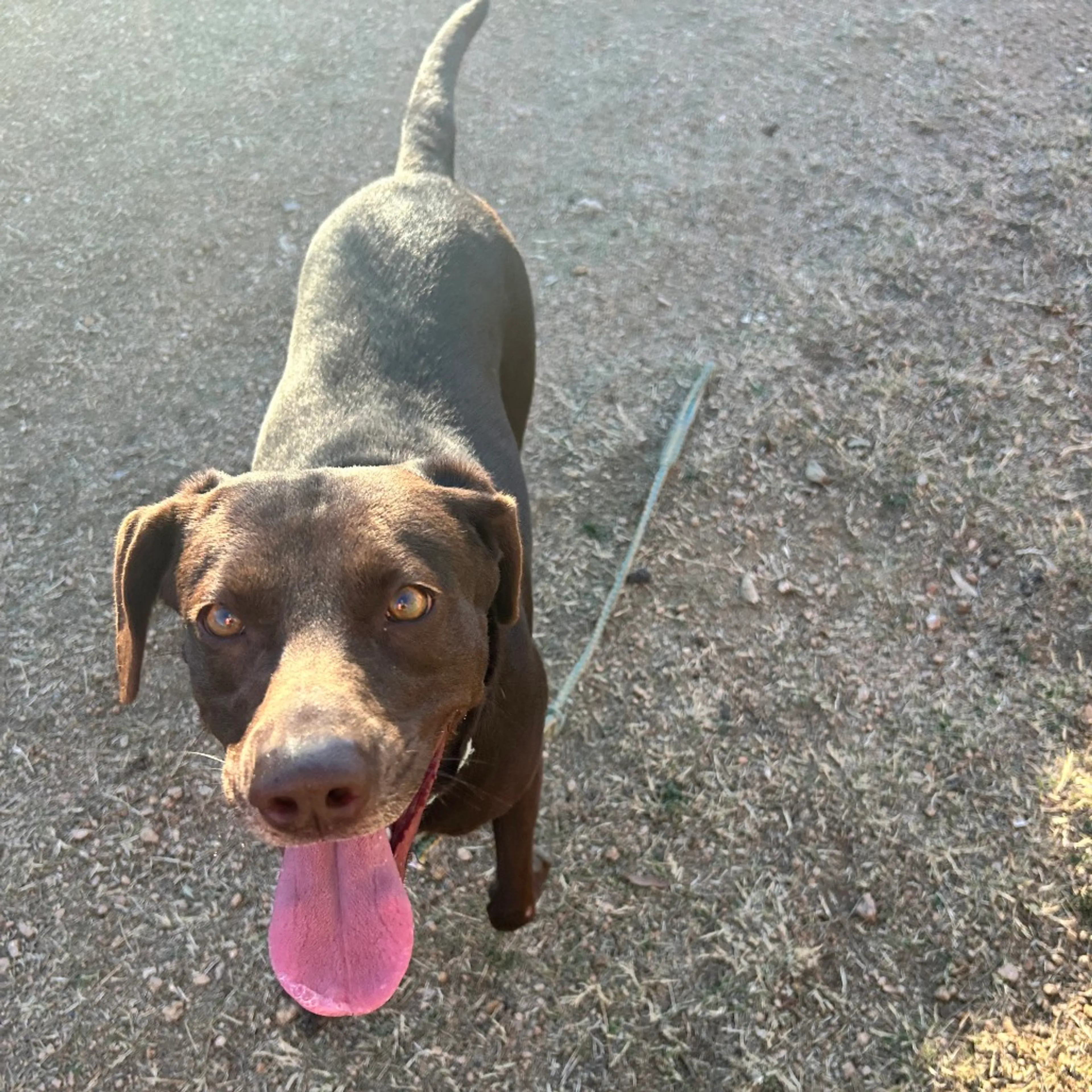 Found pet-2