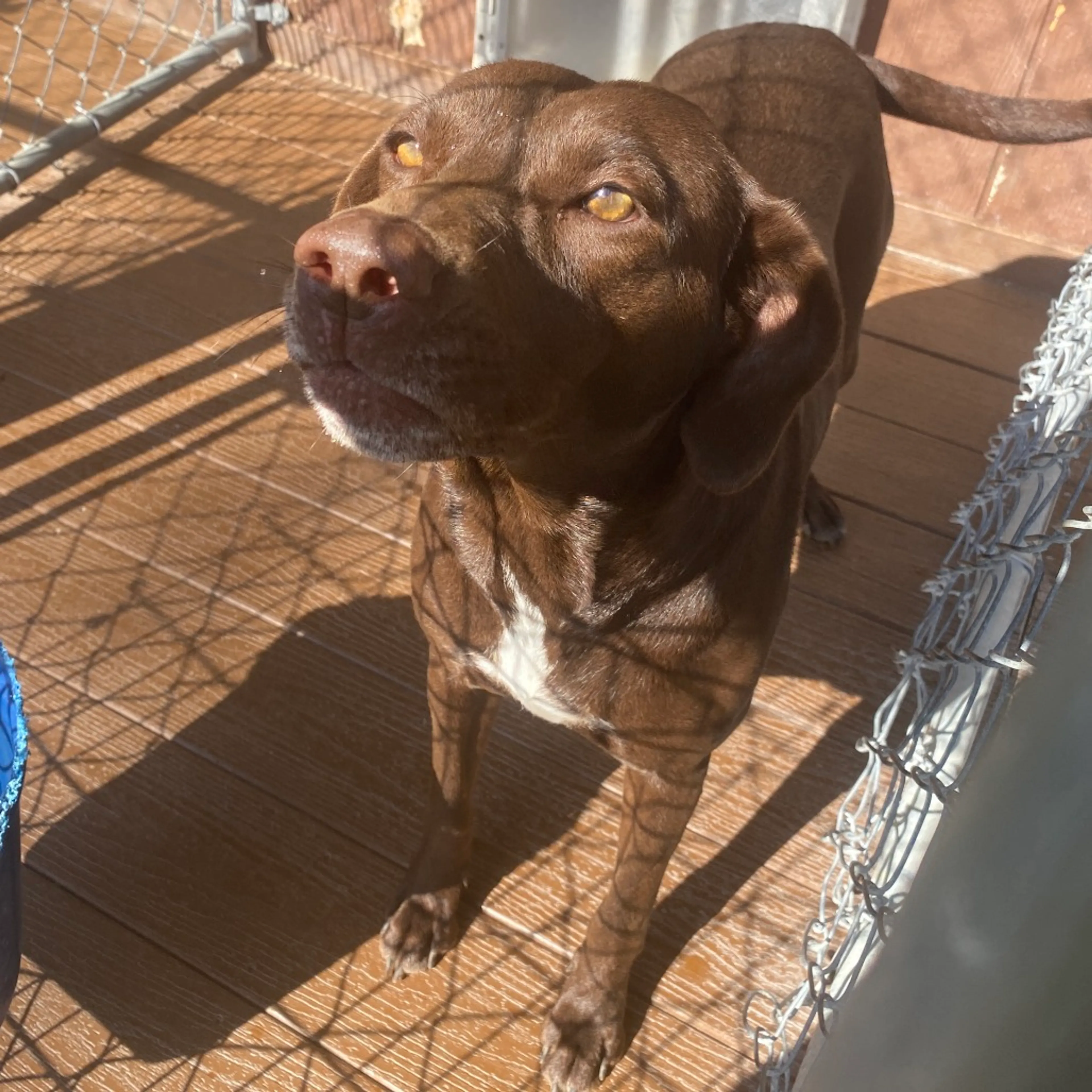 Found pet-1