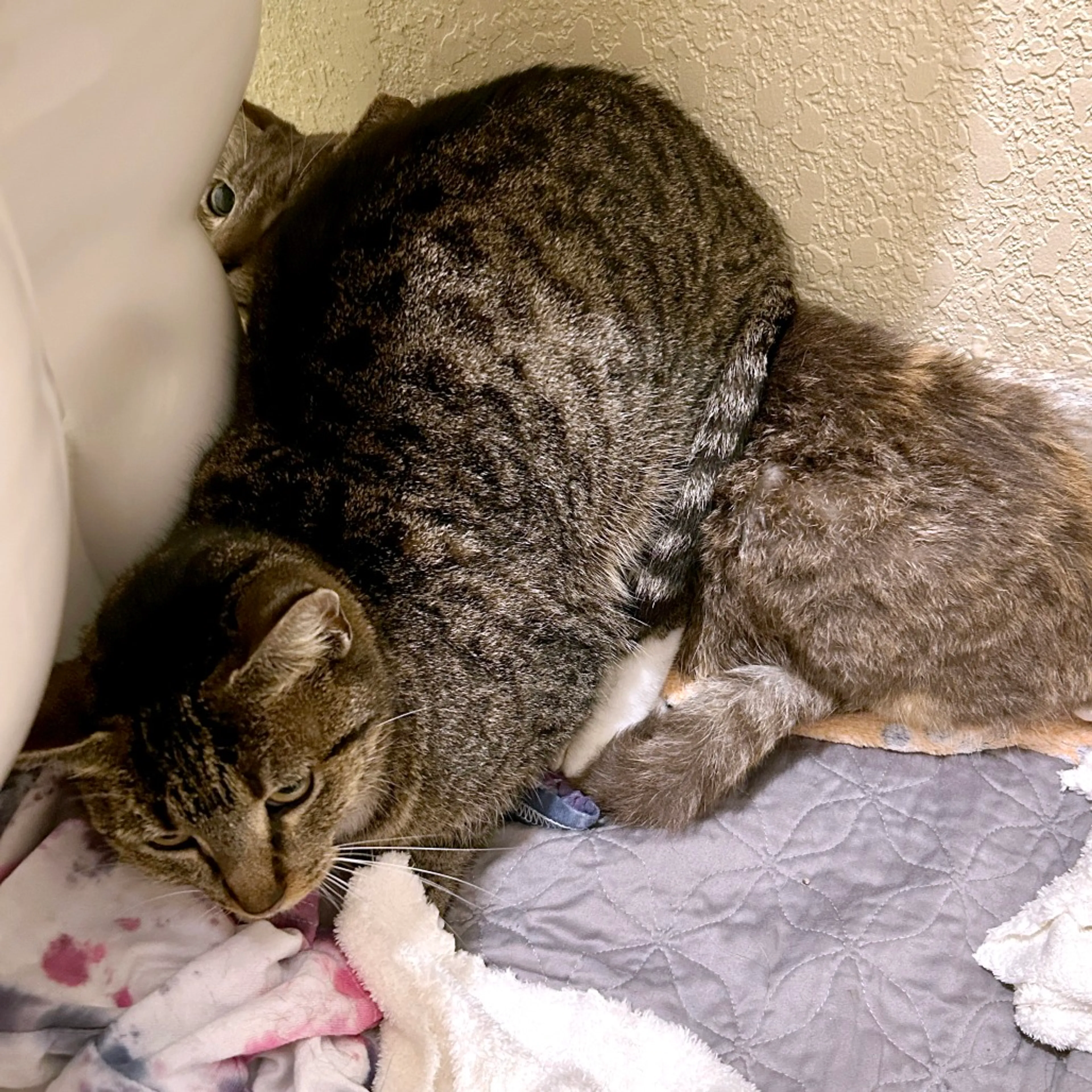 Found pet-6