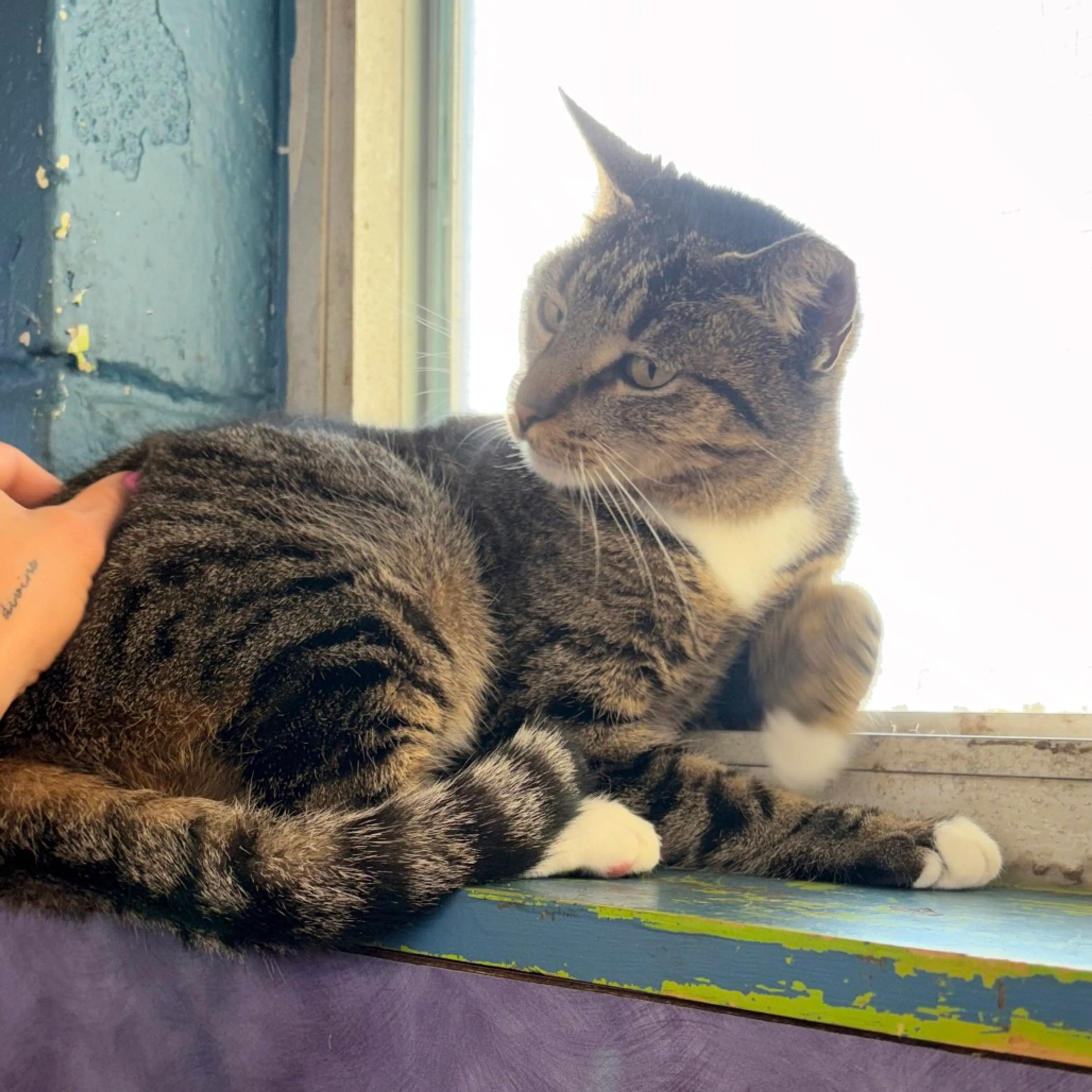 Found pet-3