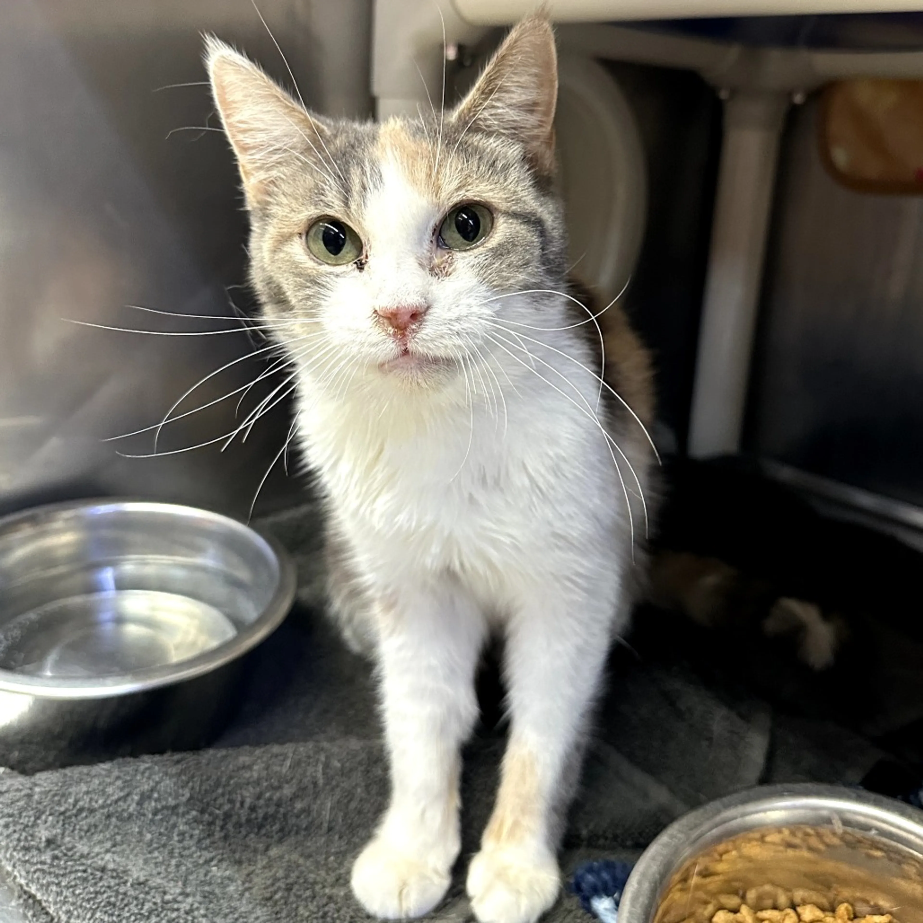 Found pet