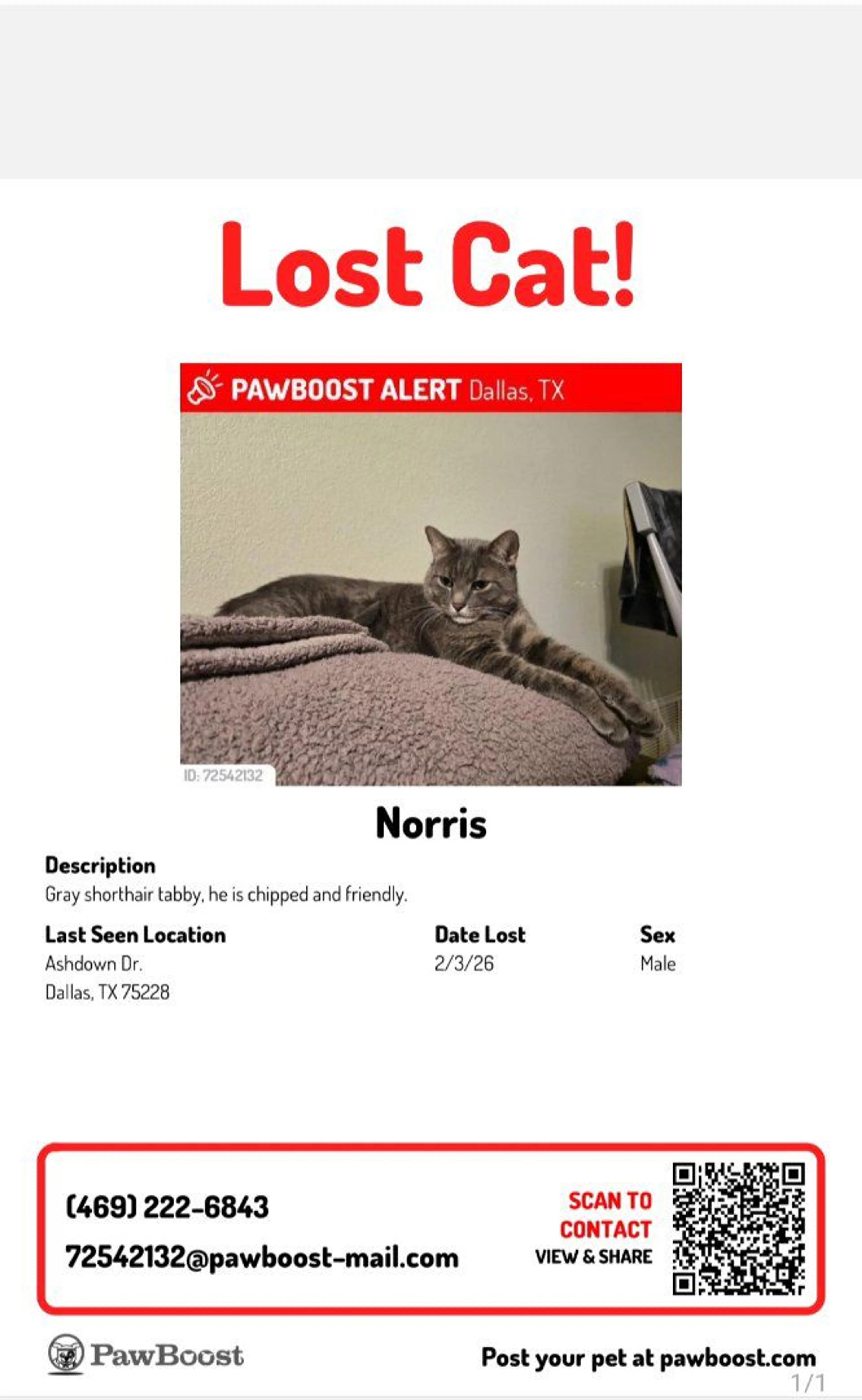 Lost pet-4