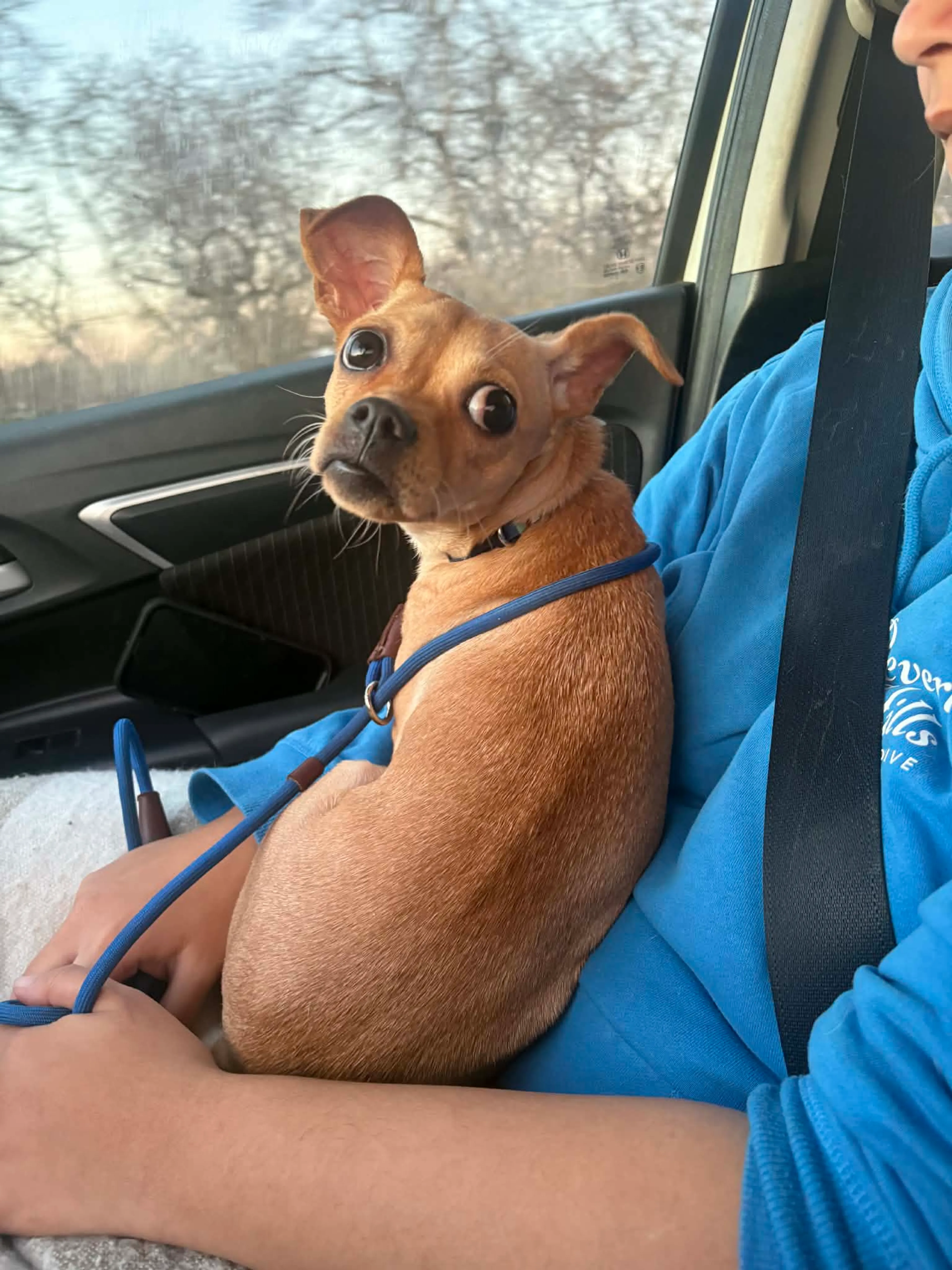 Found pet-3