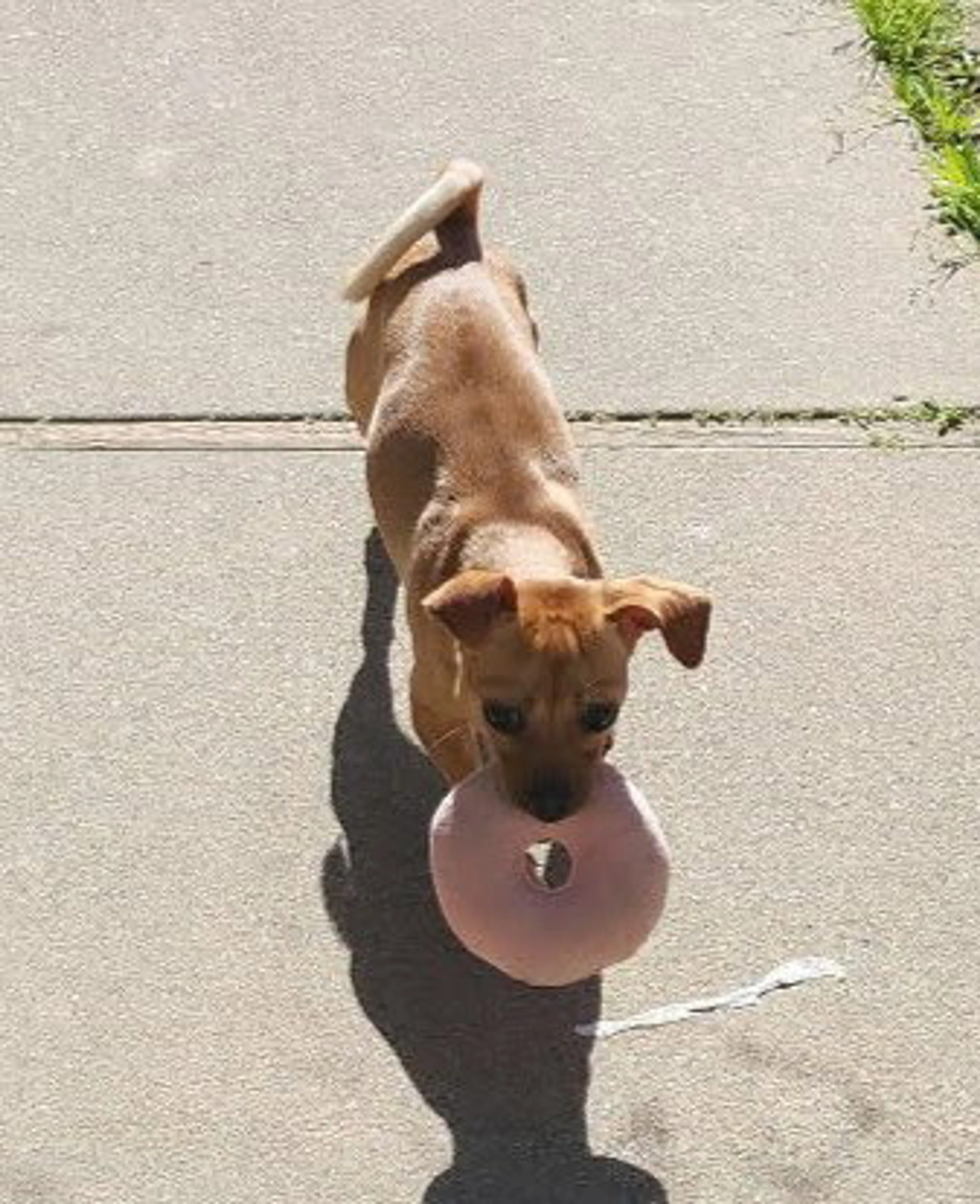 Found pet-0
