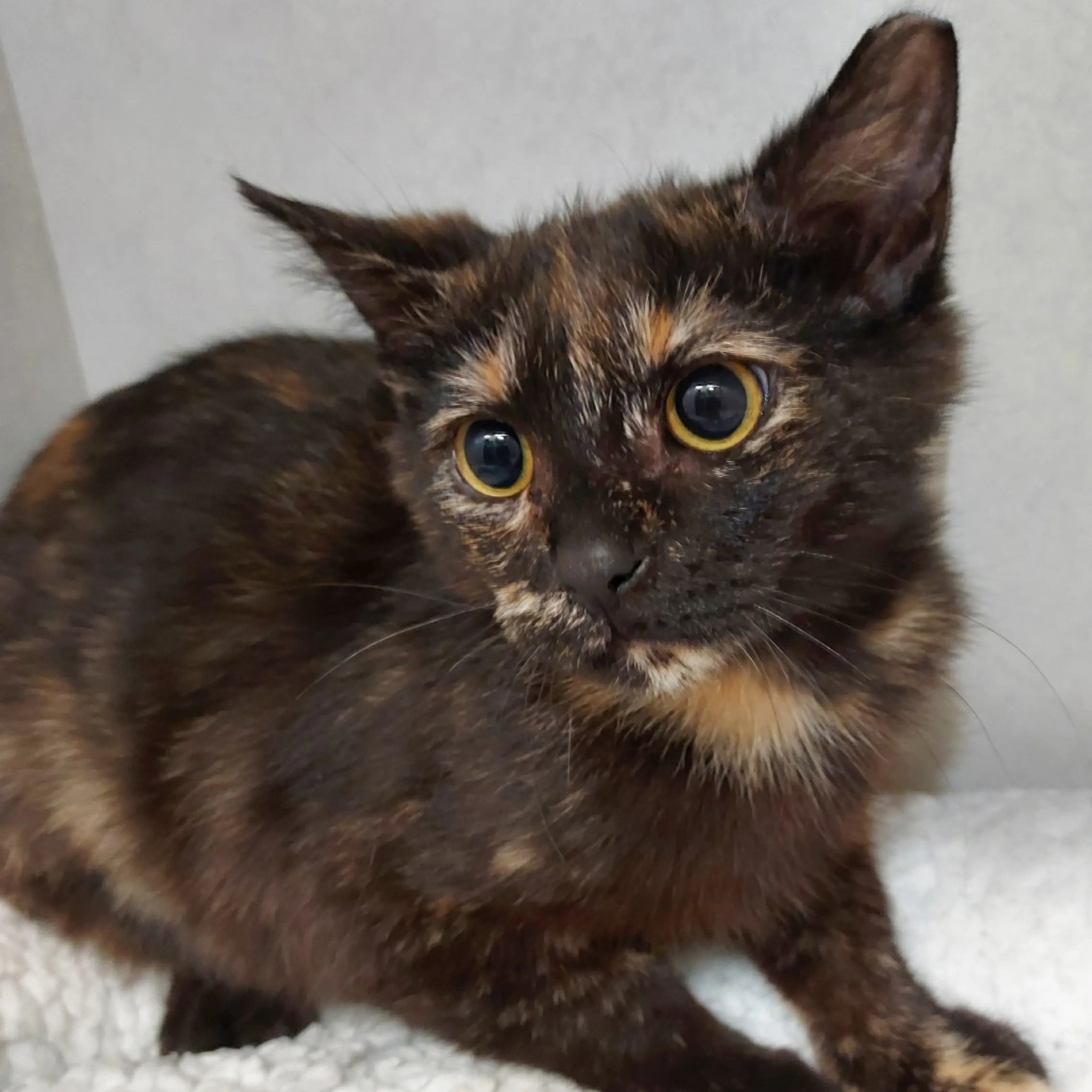 Found pet-2