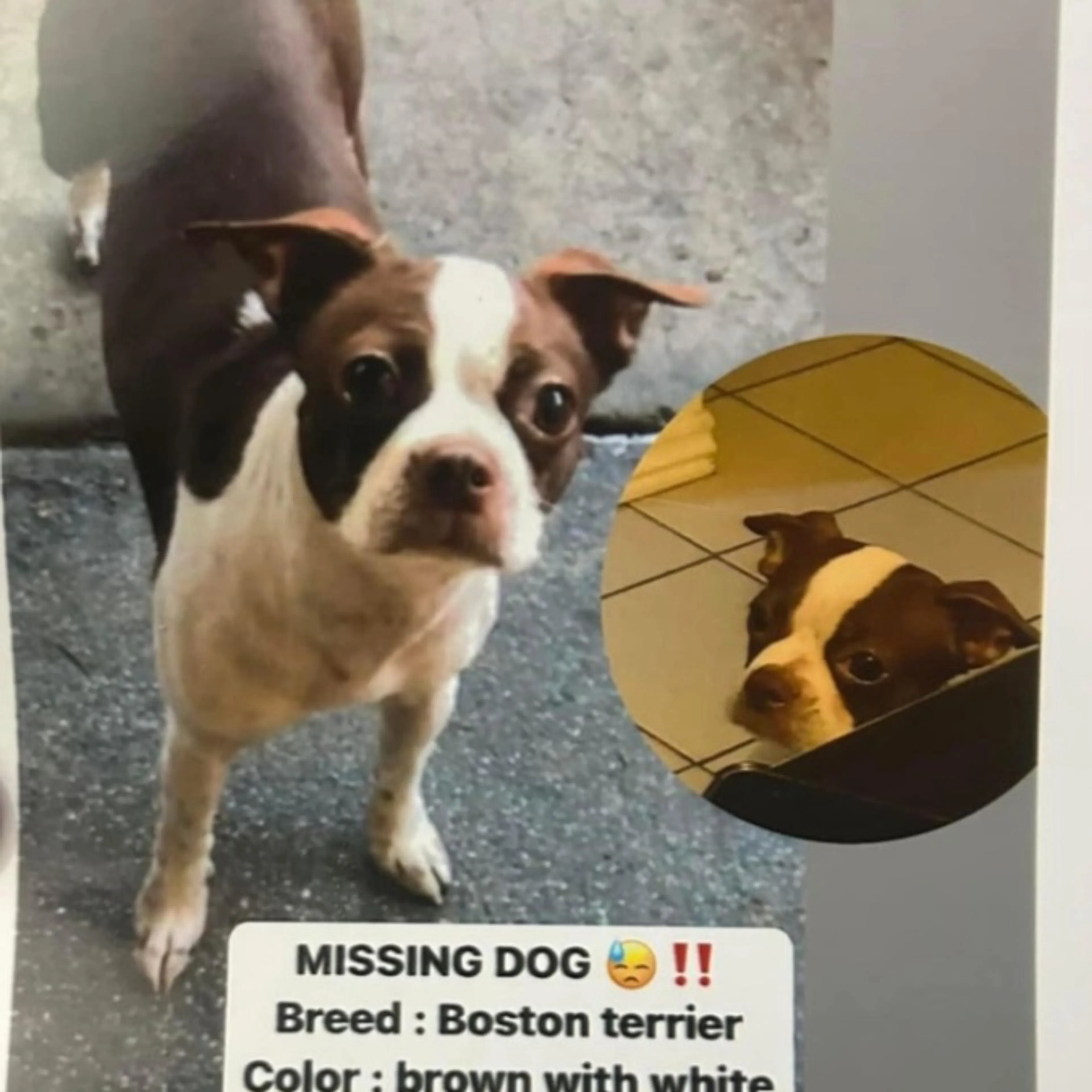 Lost pet