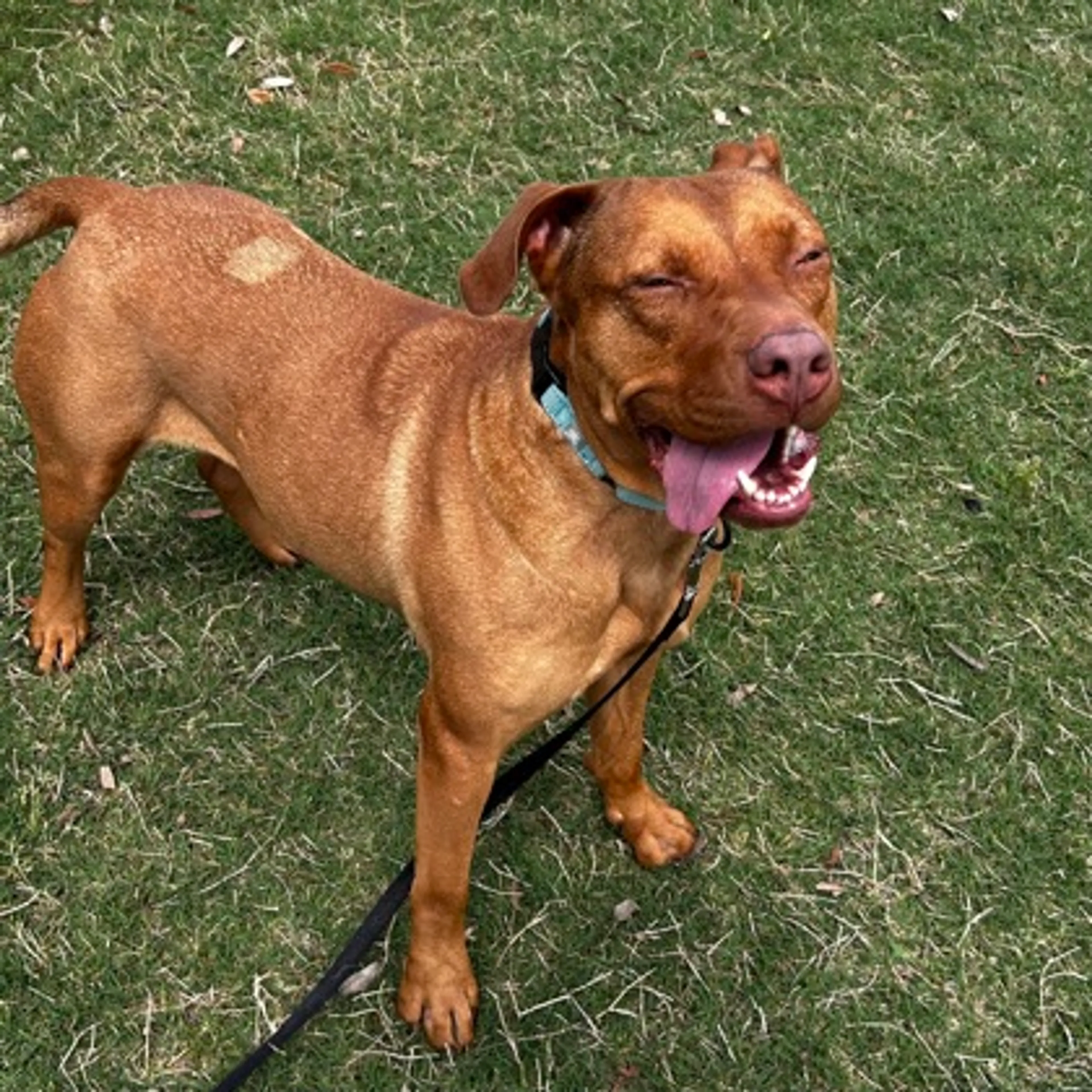 Found pet-1