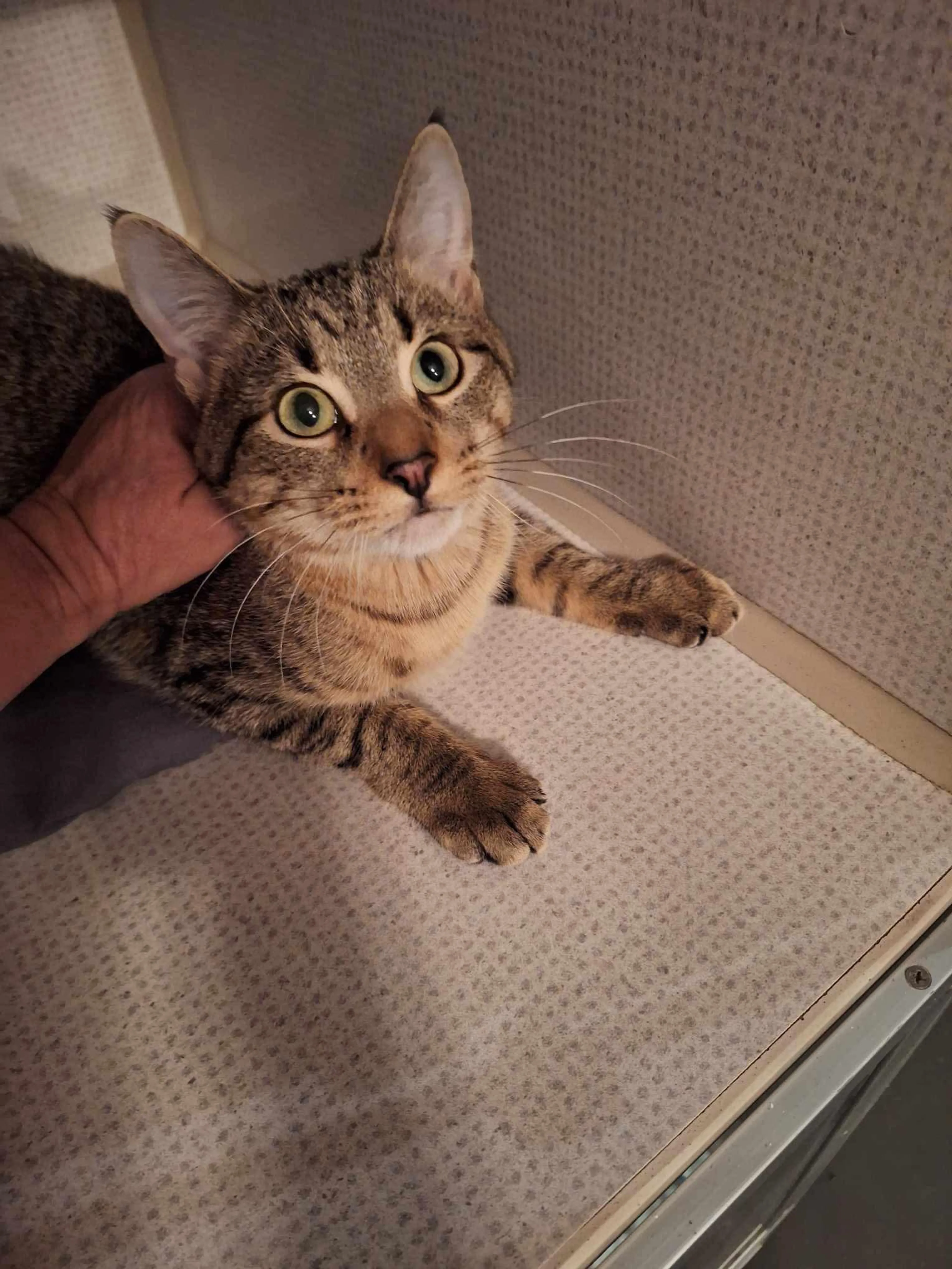 Found pet-0