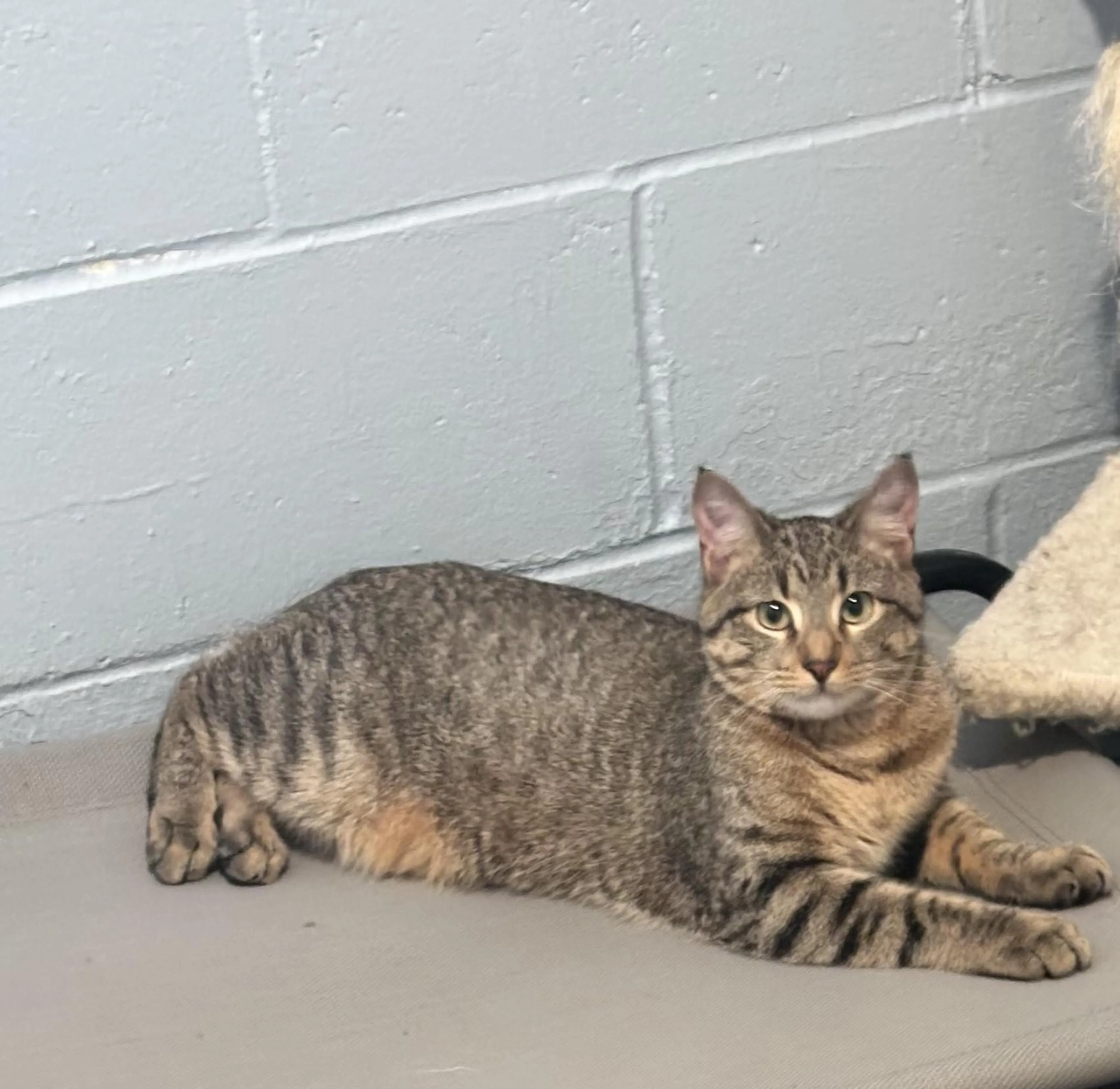 Found pet-1