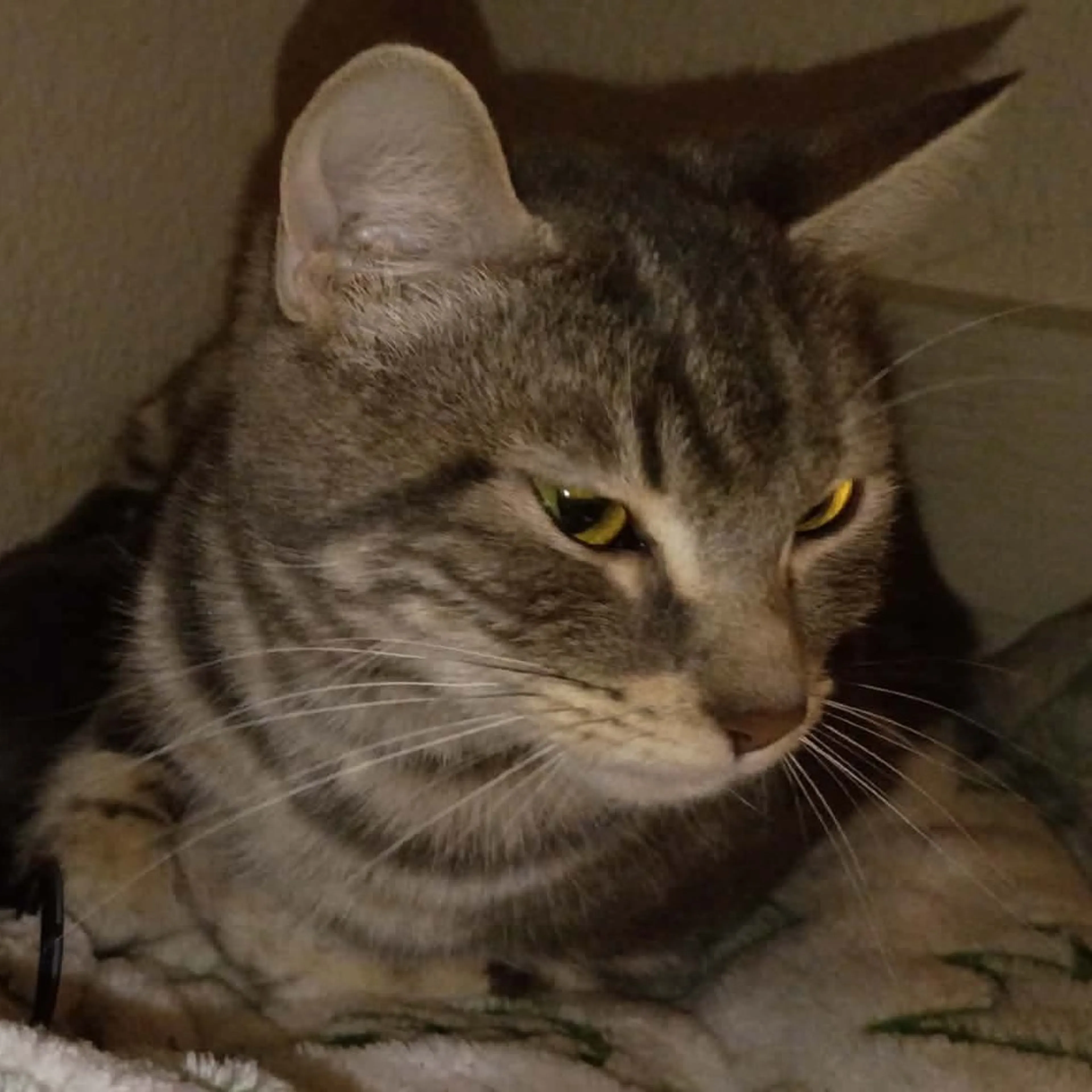 Found pet