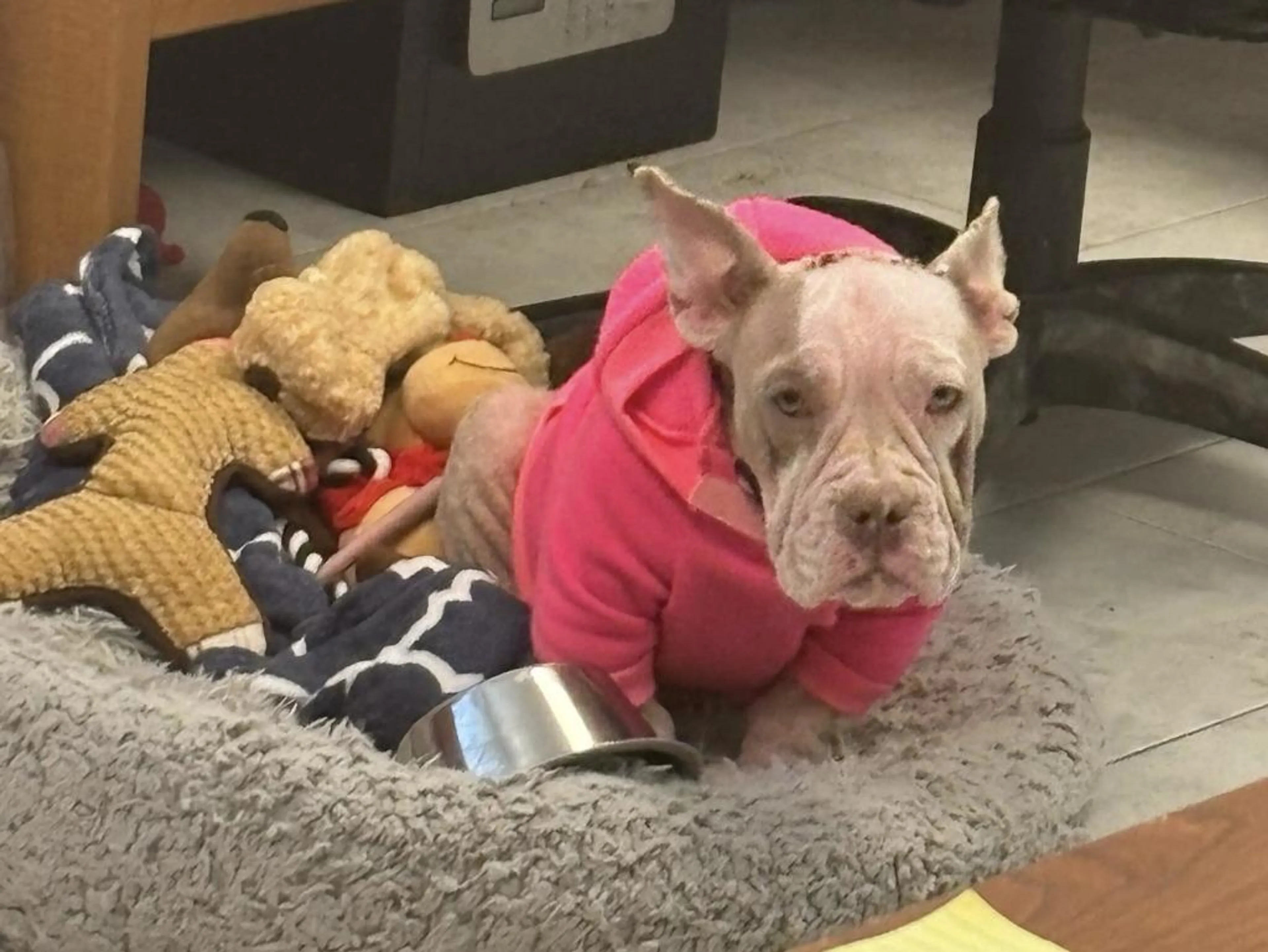 Found pet-0