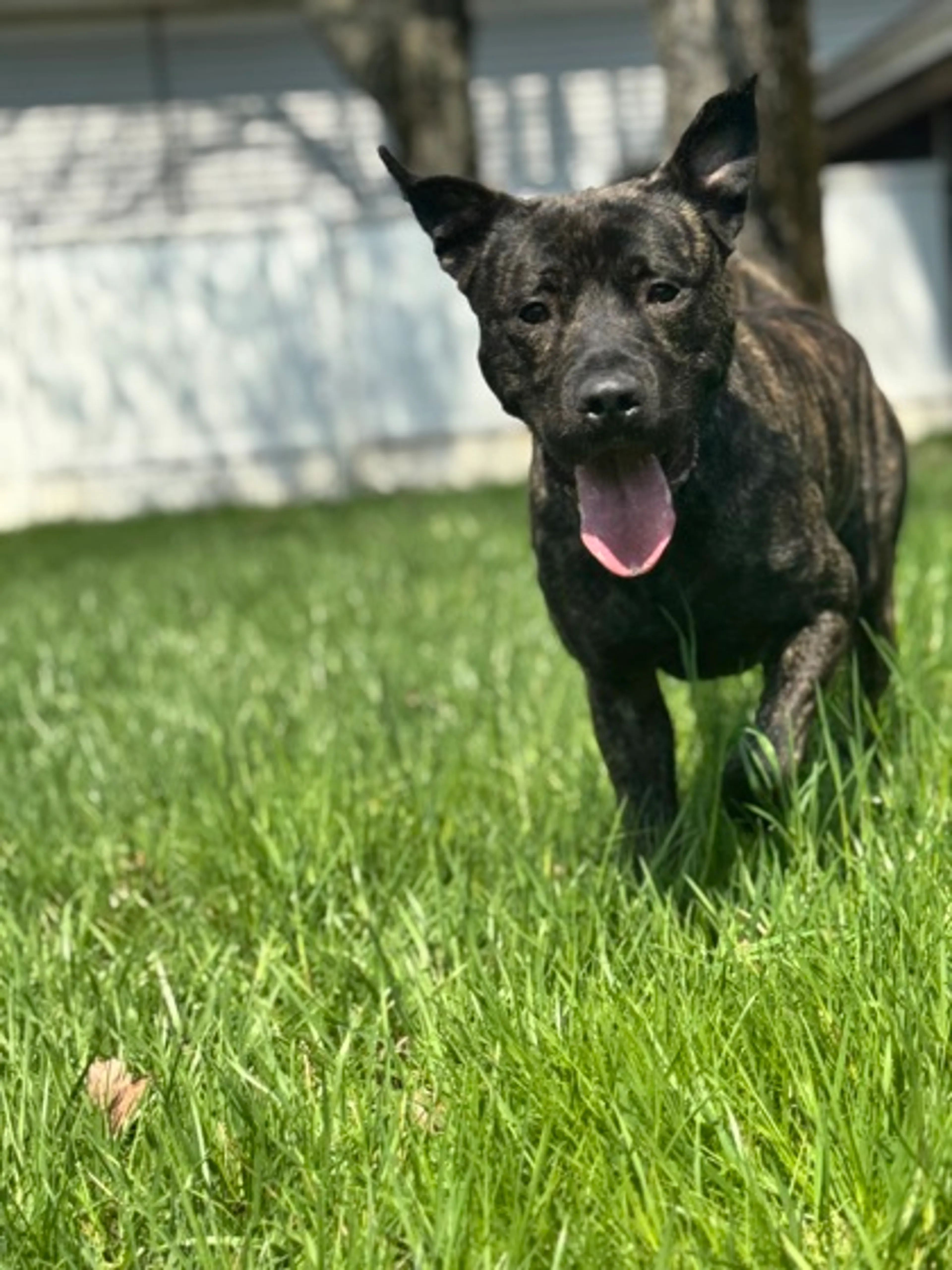 Found pet-2