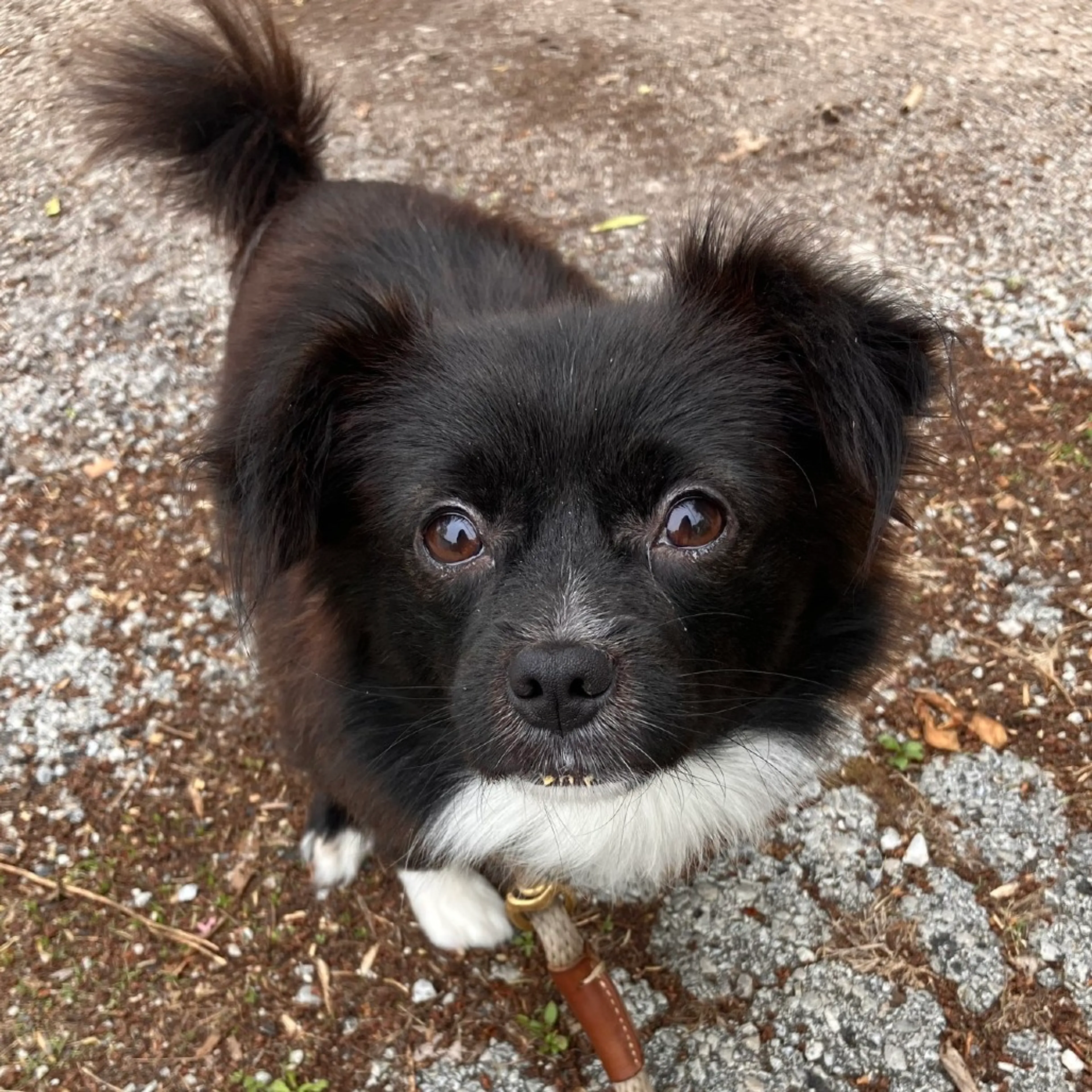 Found pet-8