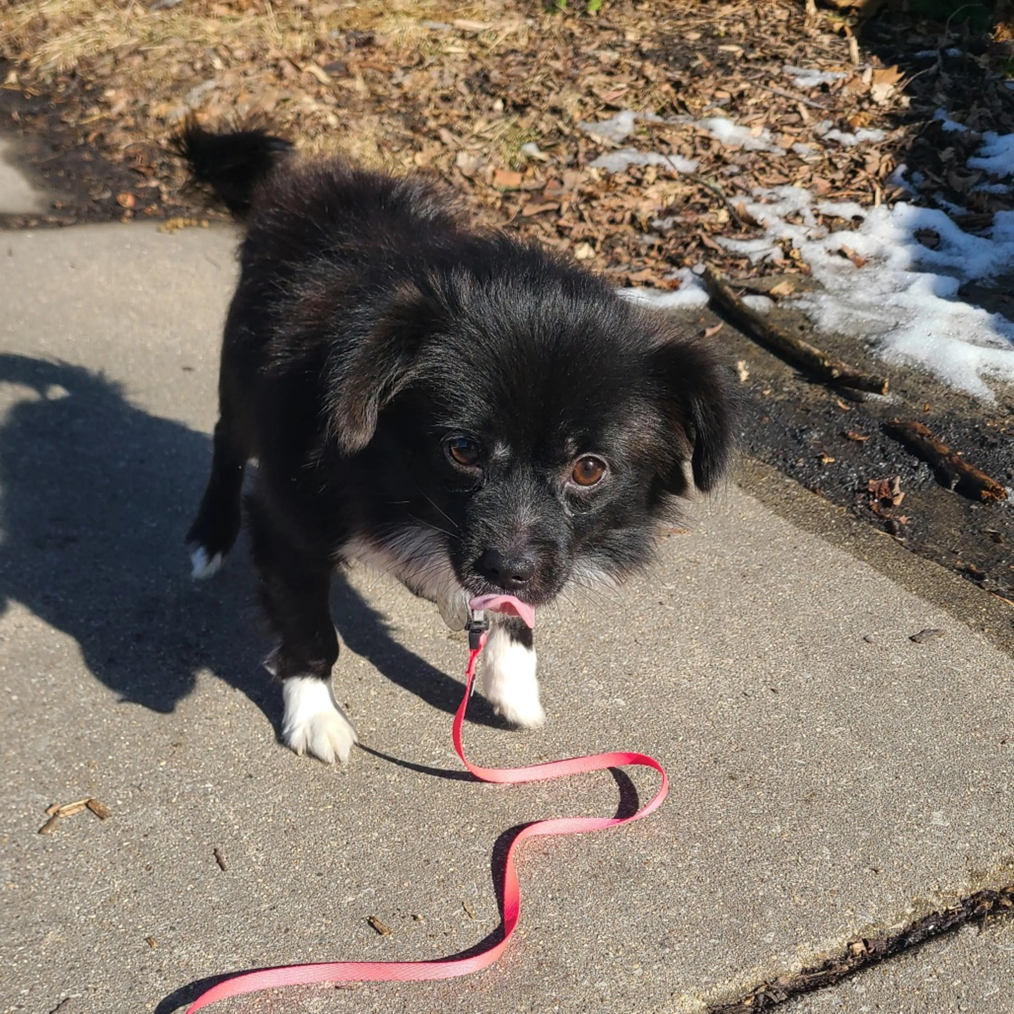 Found pet-6