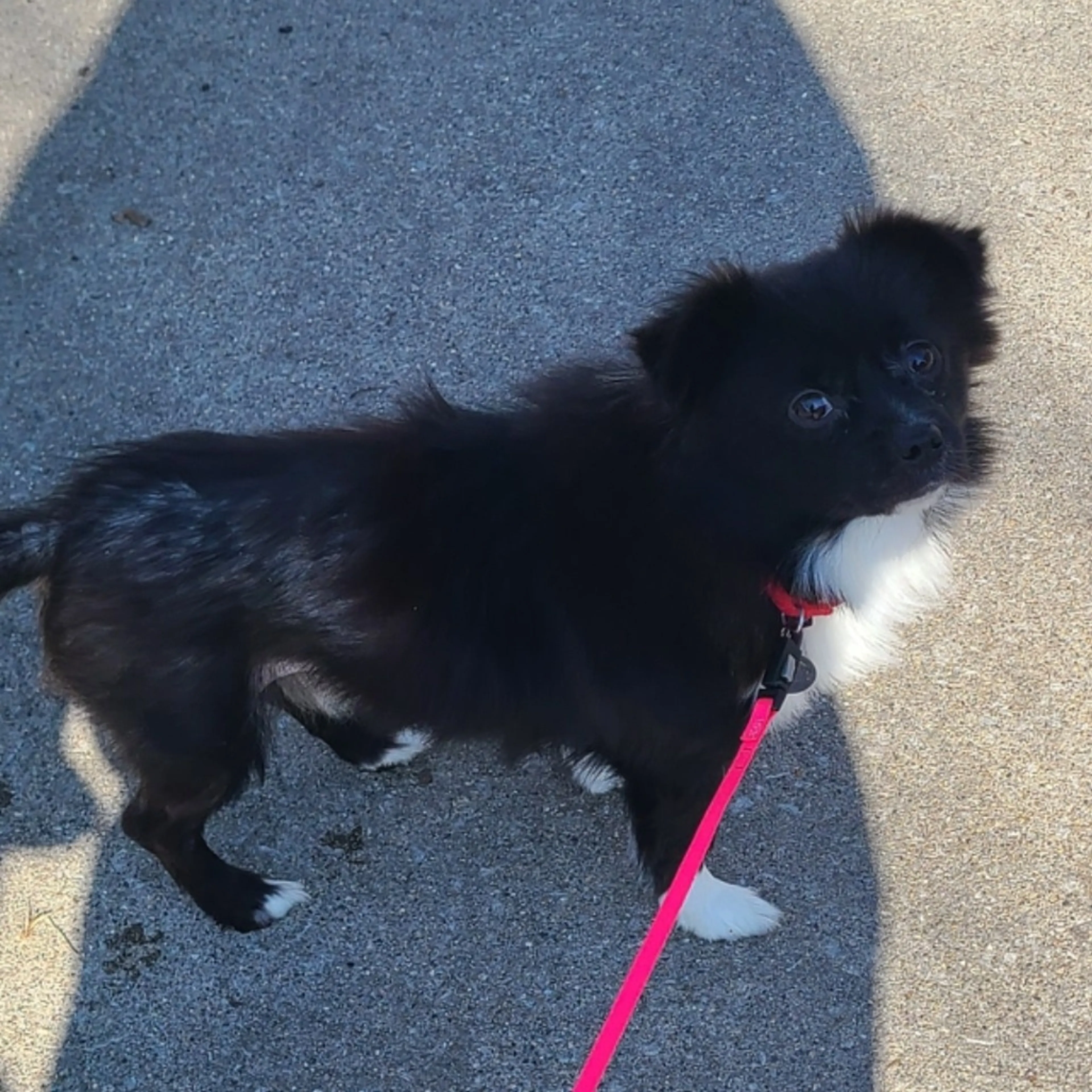 Found pet-5