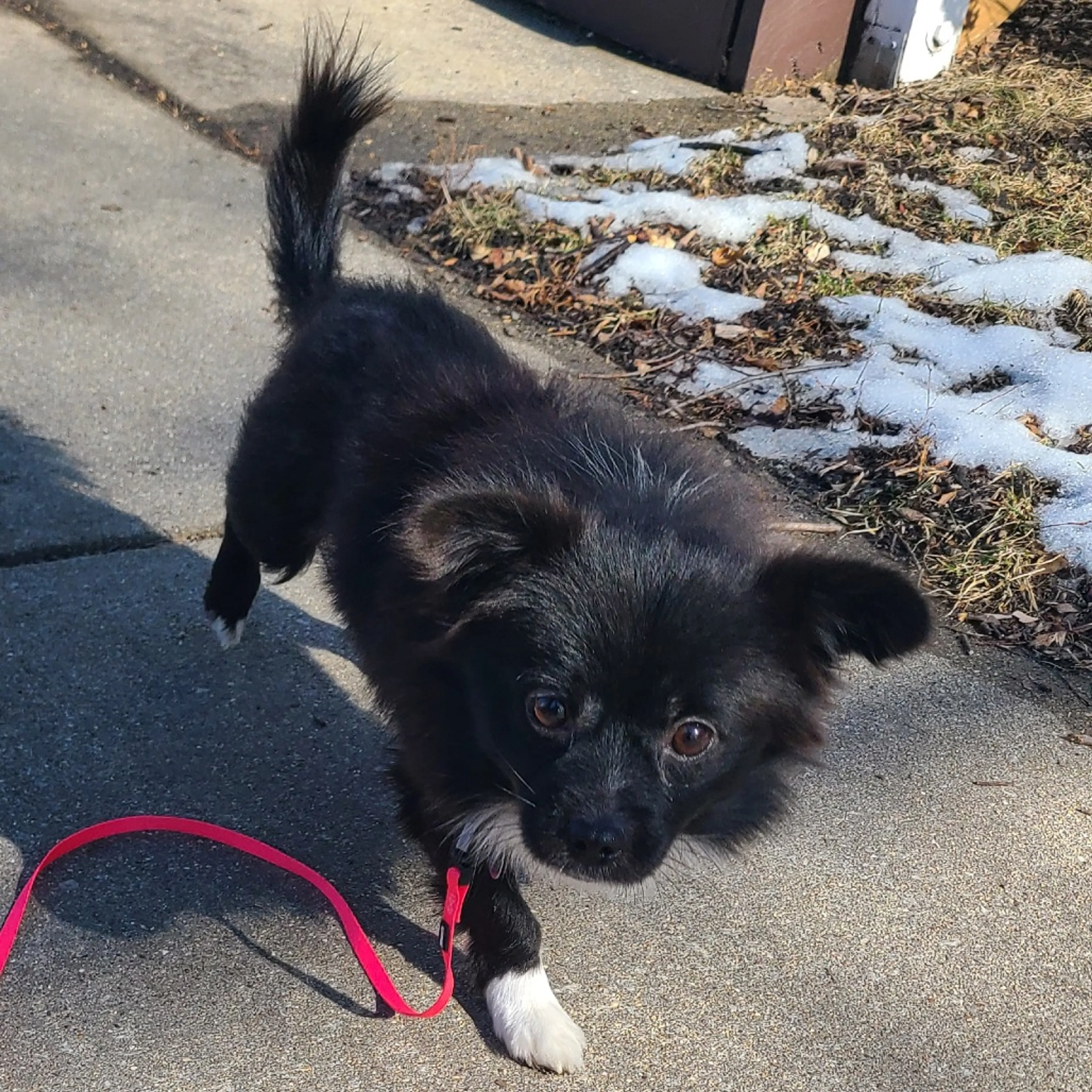Found pet-7