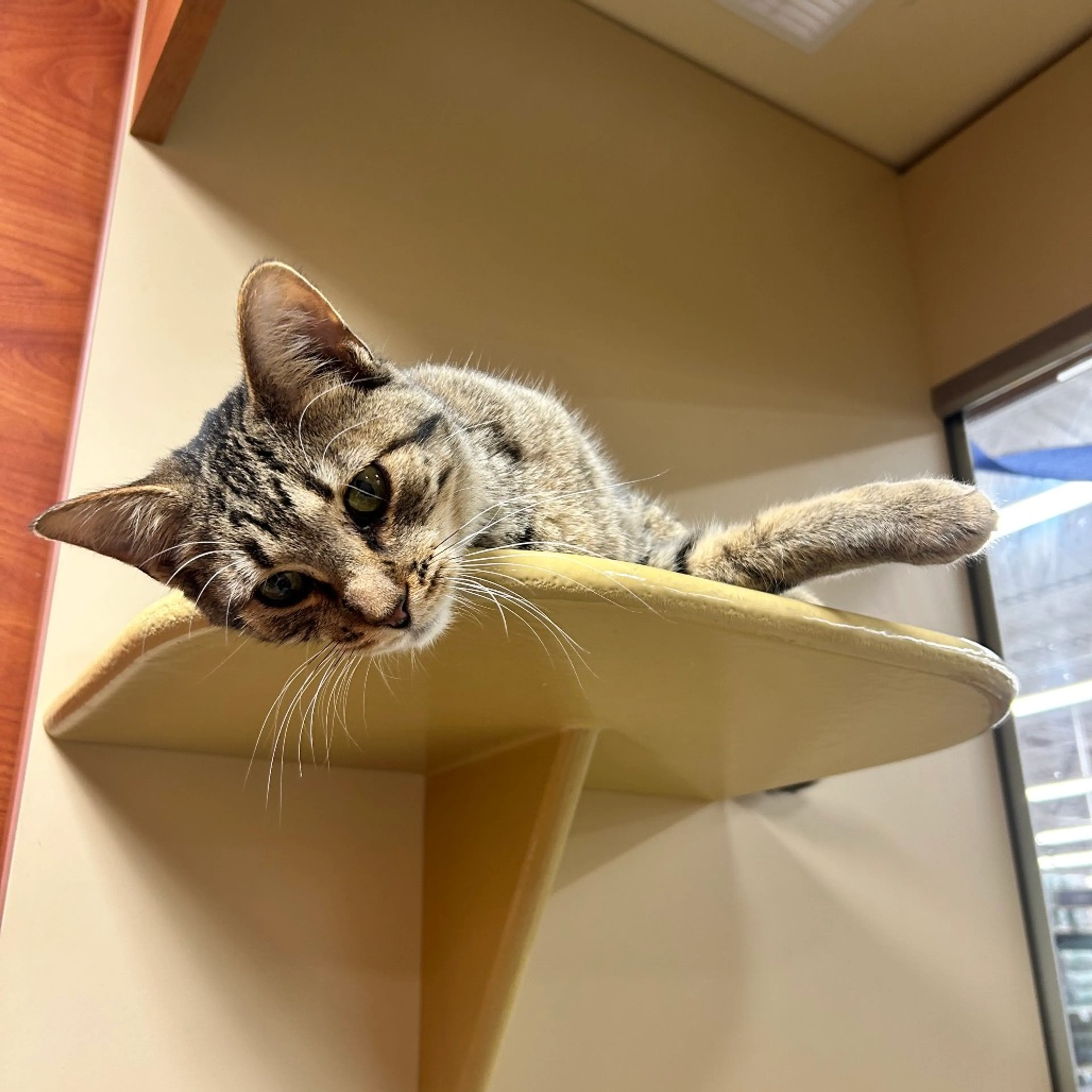 Found pet-12
