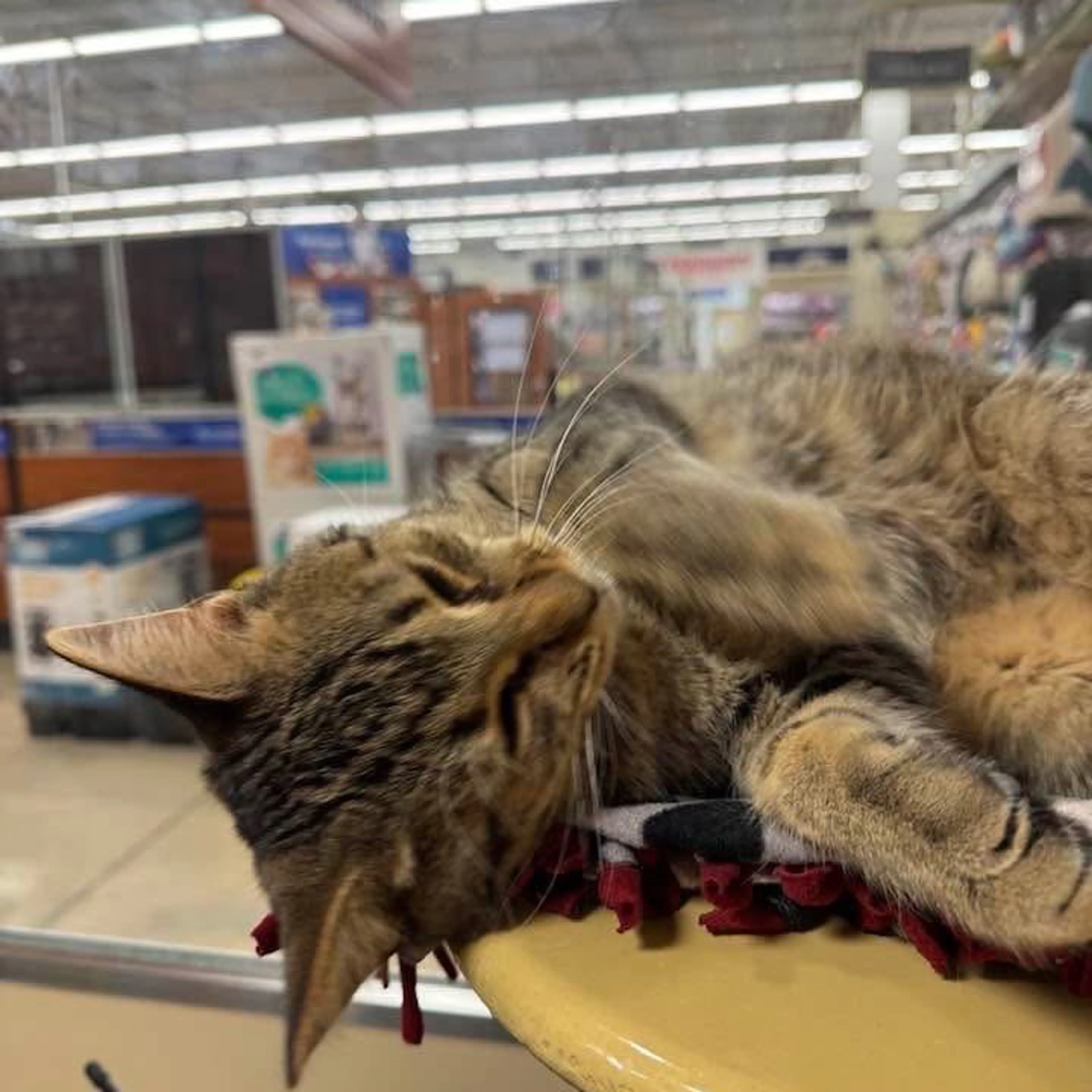 Found pet-8