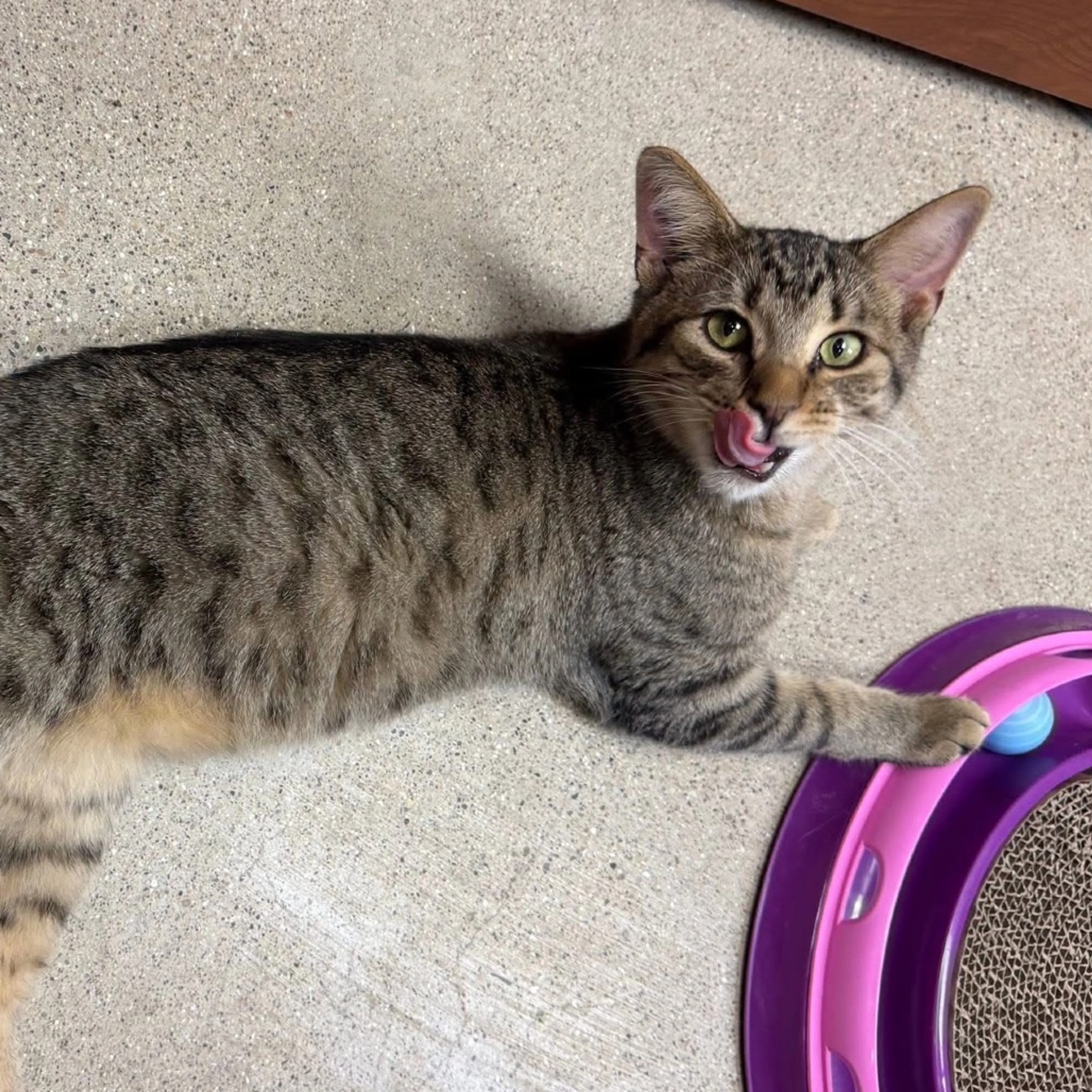 Found pet-6