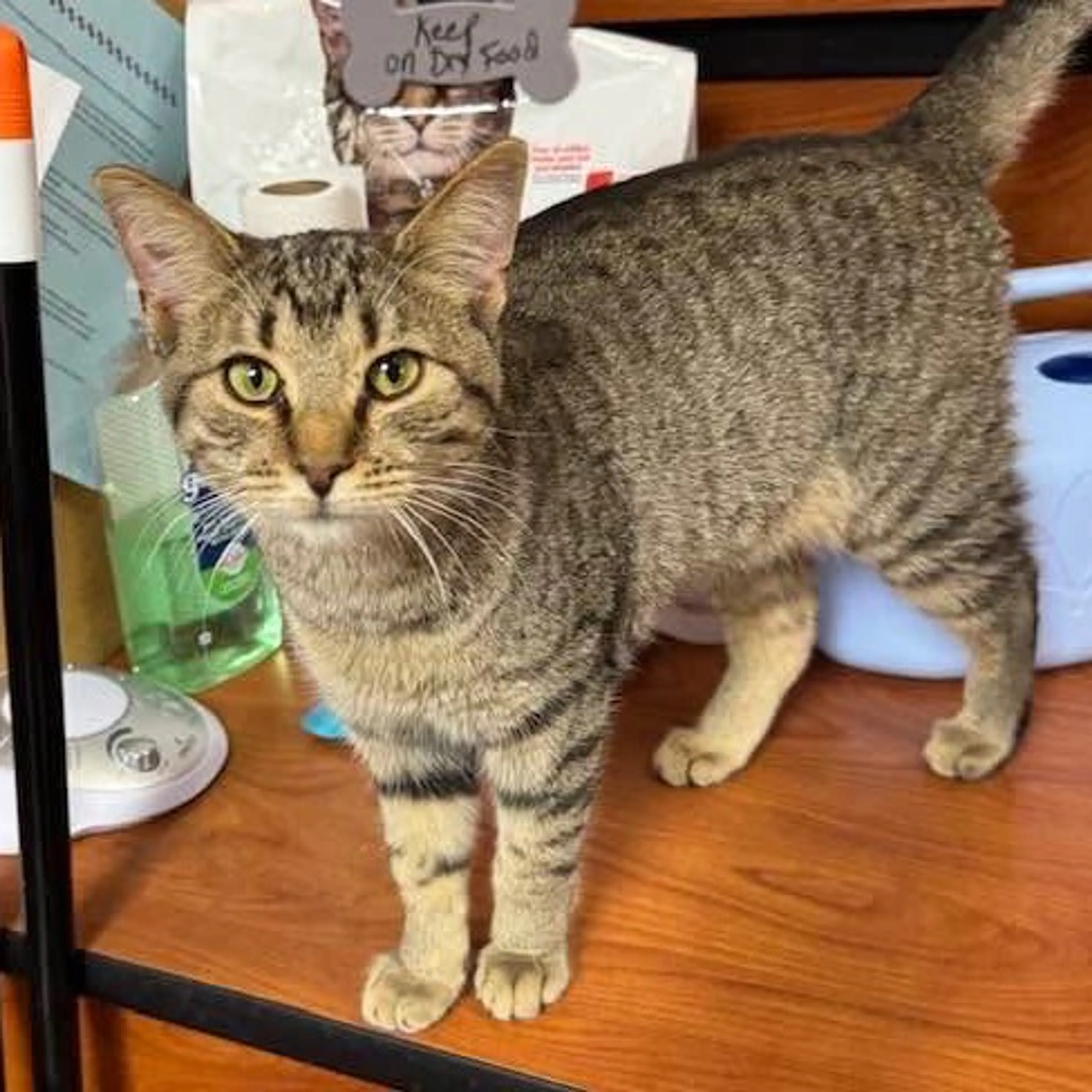 Found pet-11