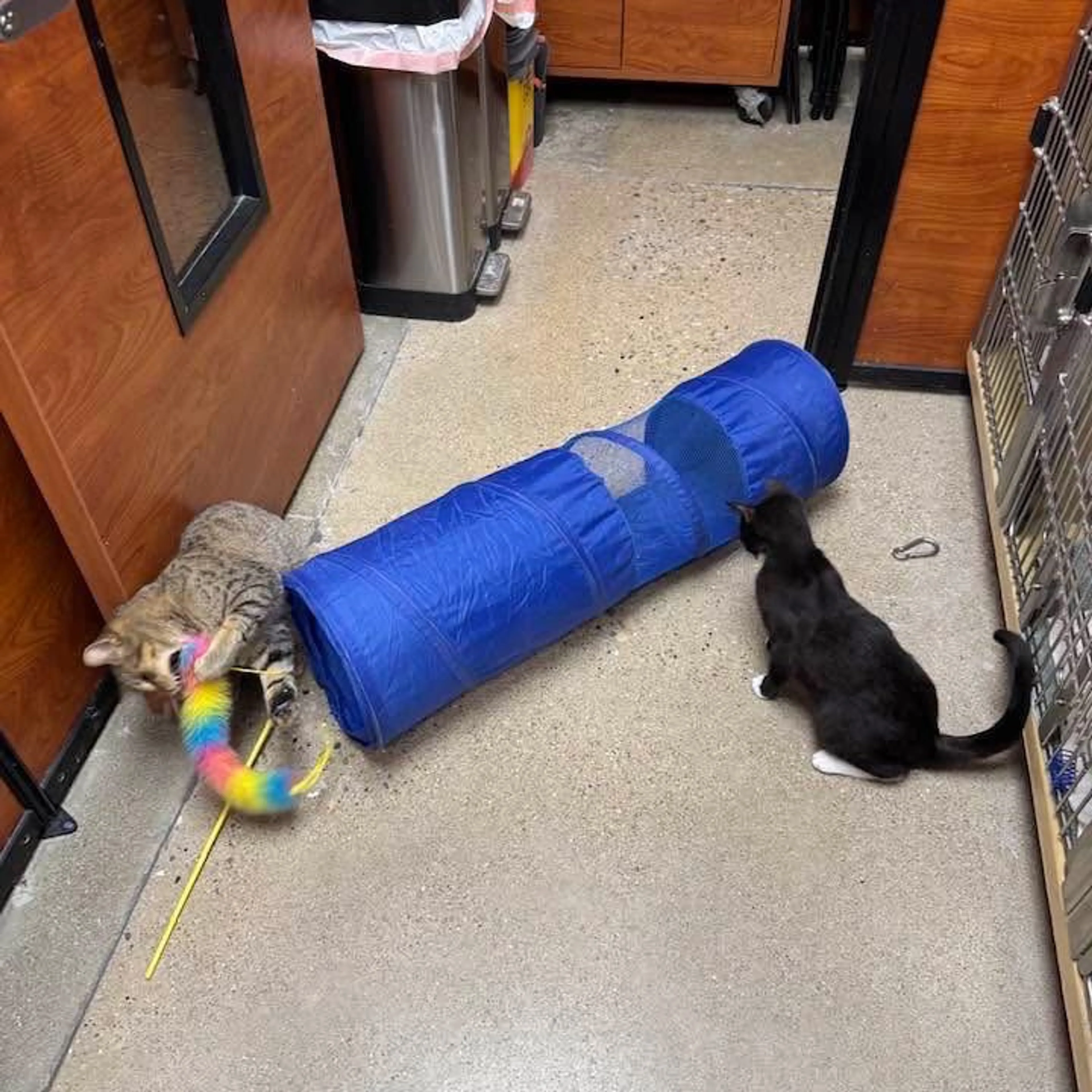 Found pet-10