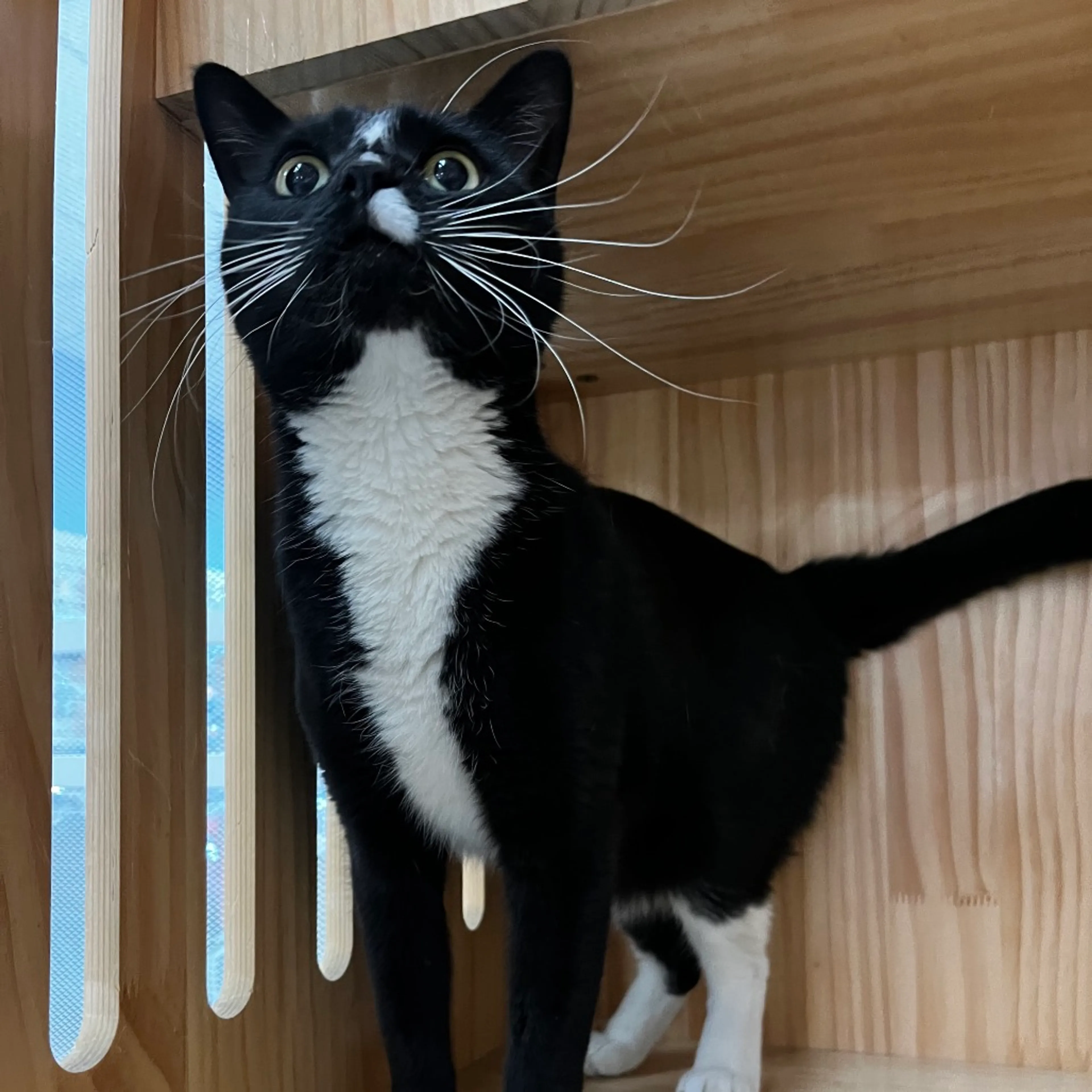 Found pet-1