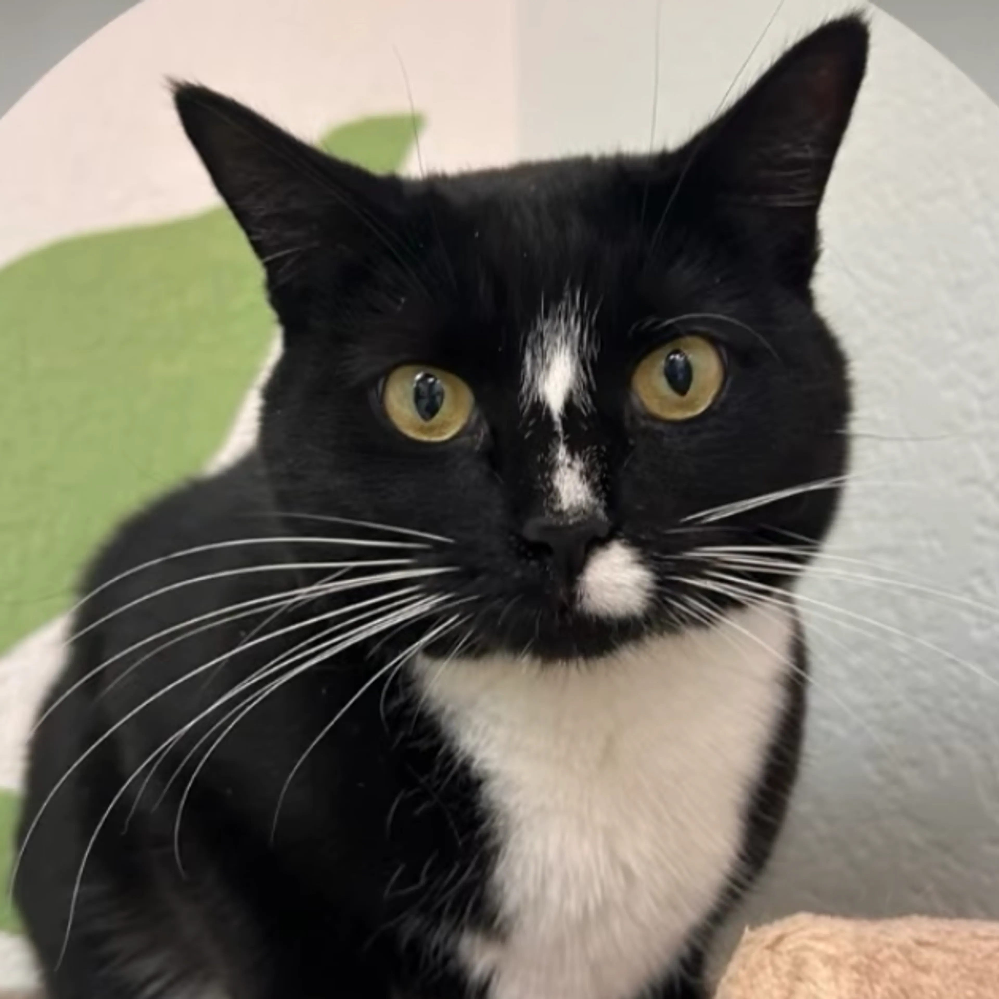 Found pet-4