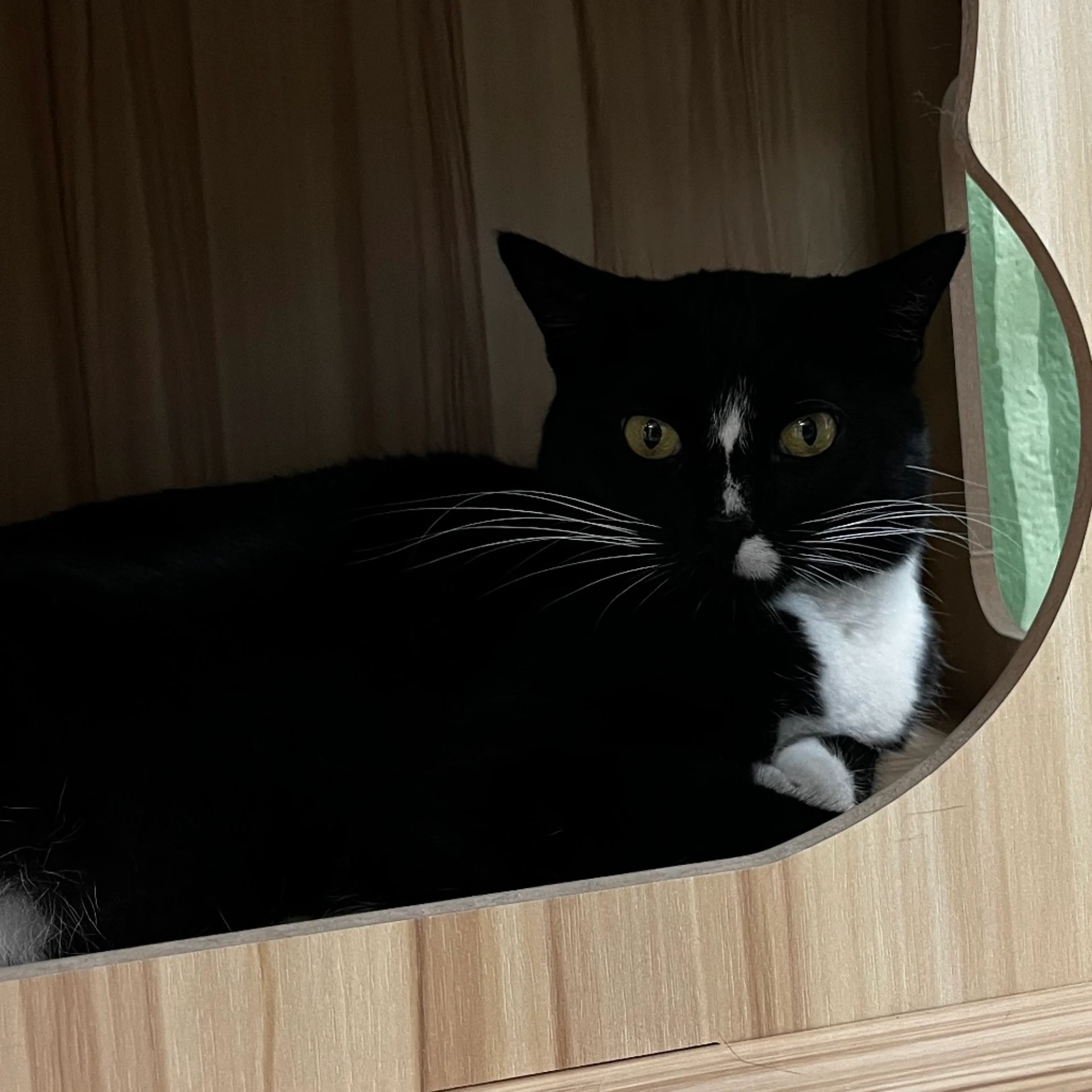 Found pet-3