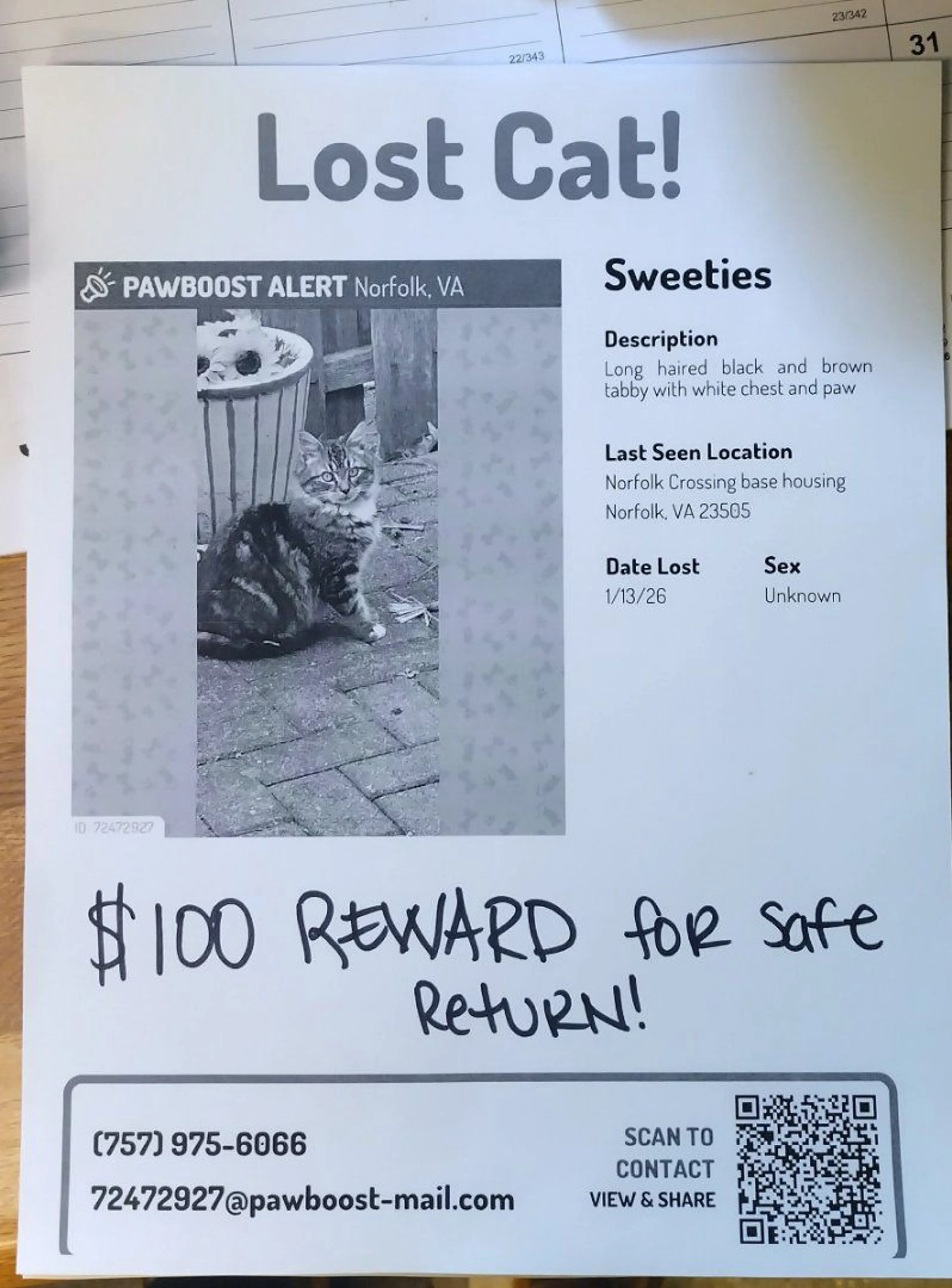 Lost pet-1