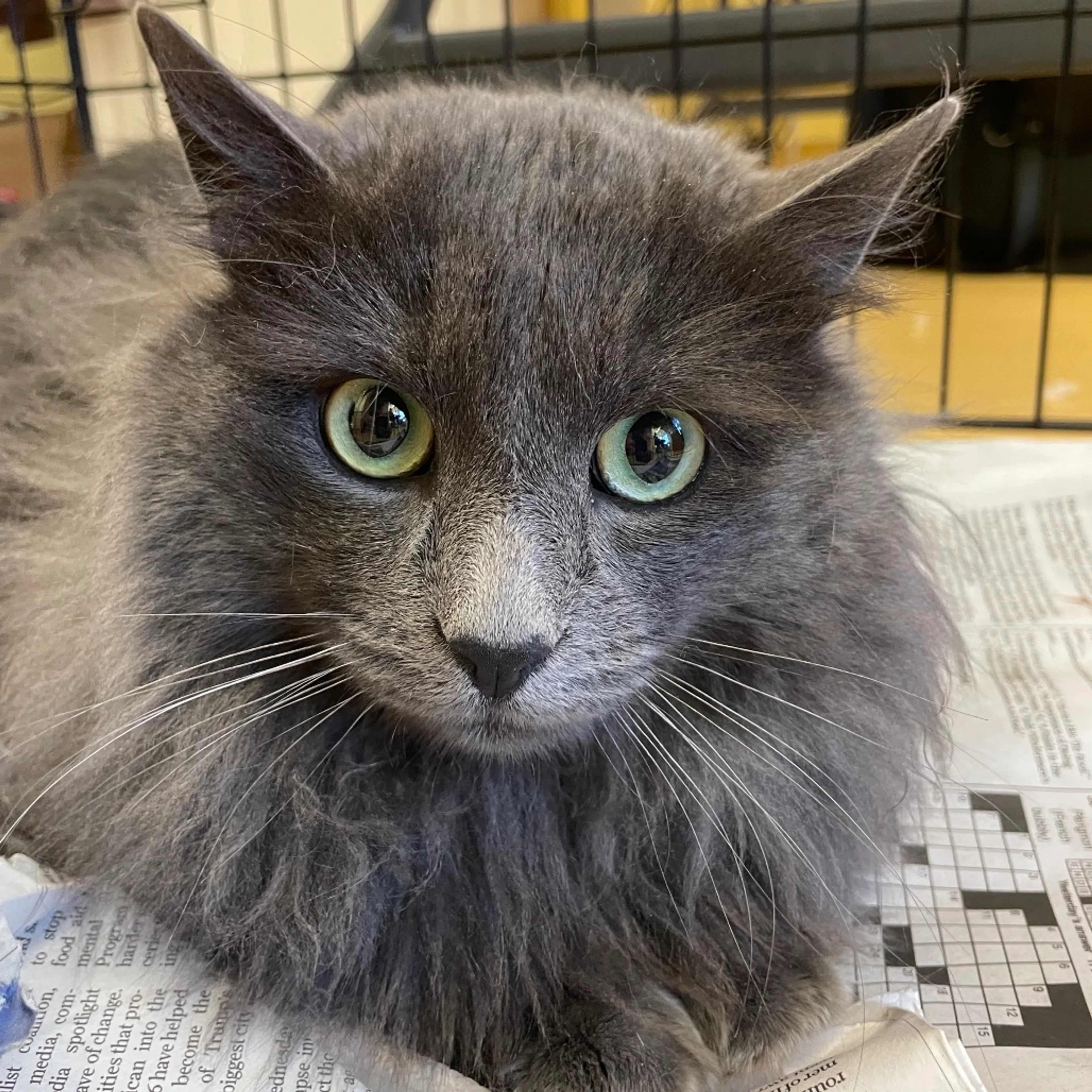 Found pet
