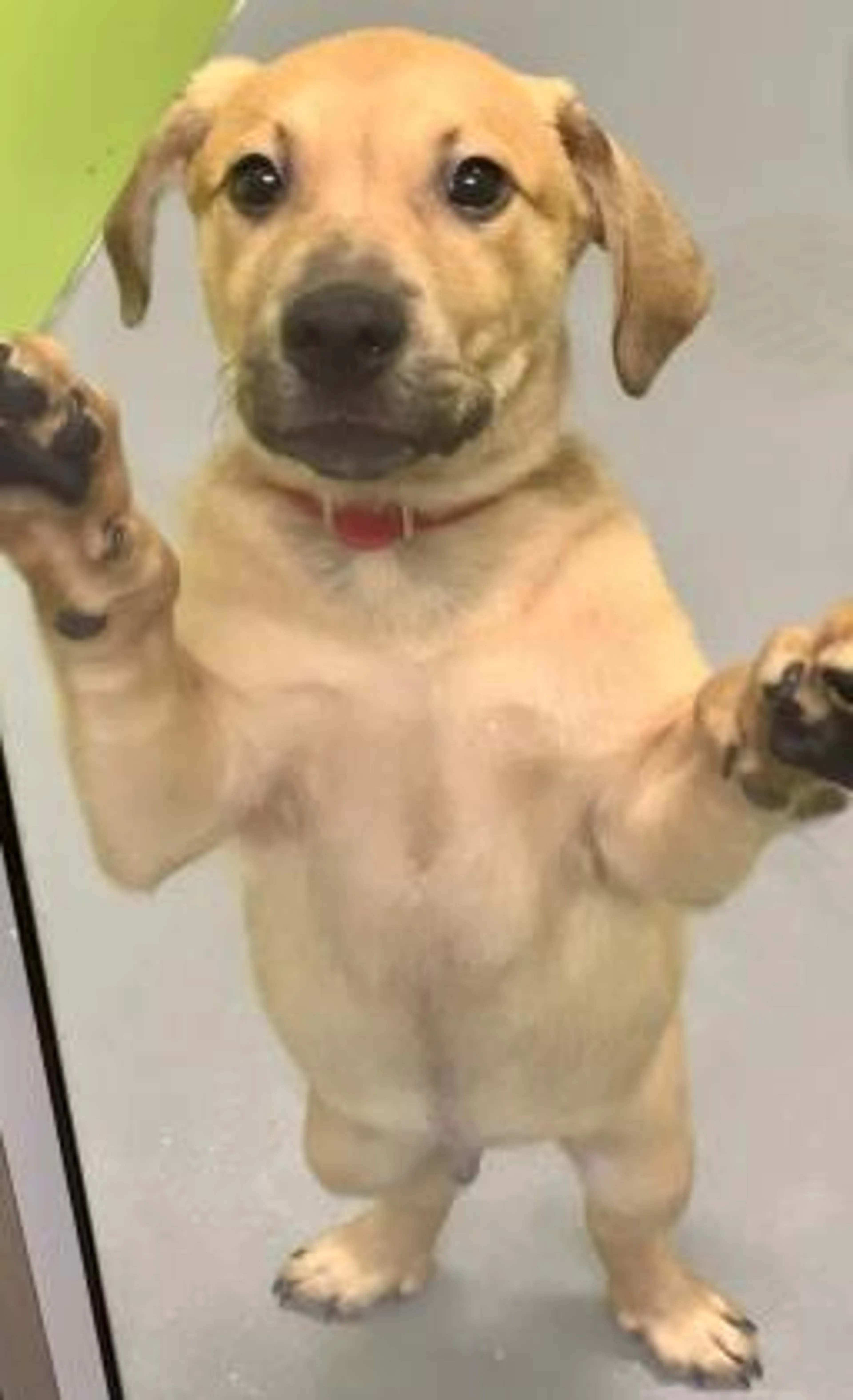 Found pet-2