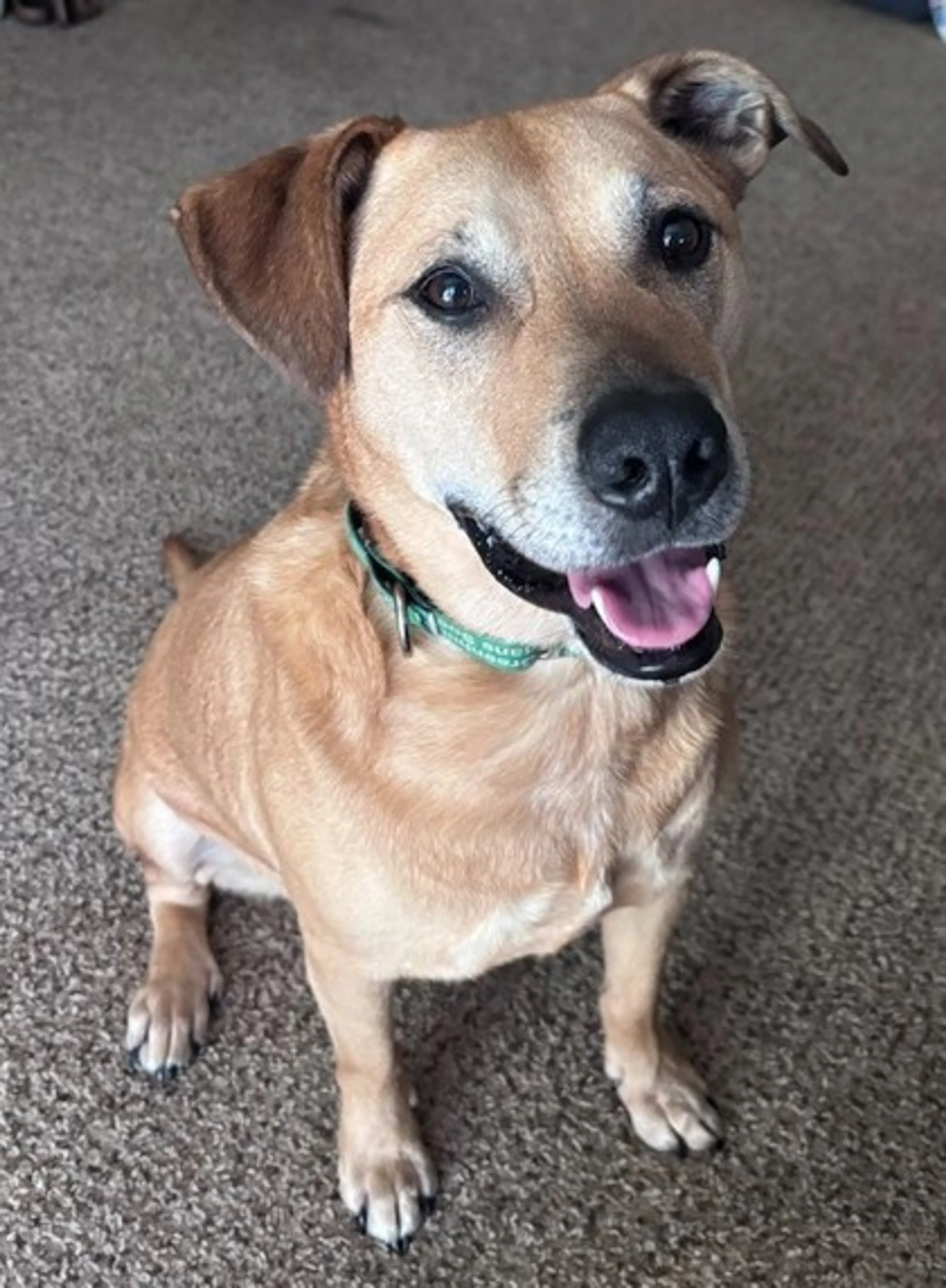 Found pet-1