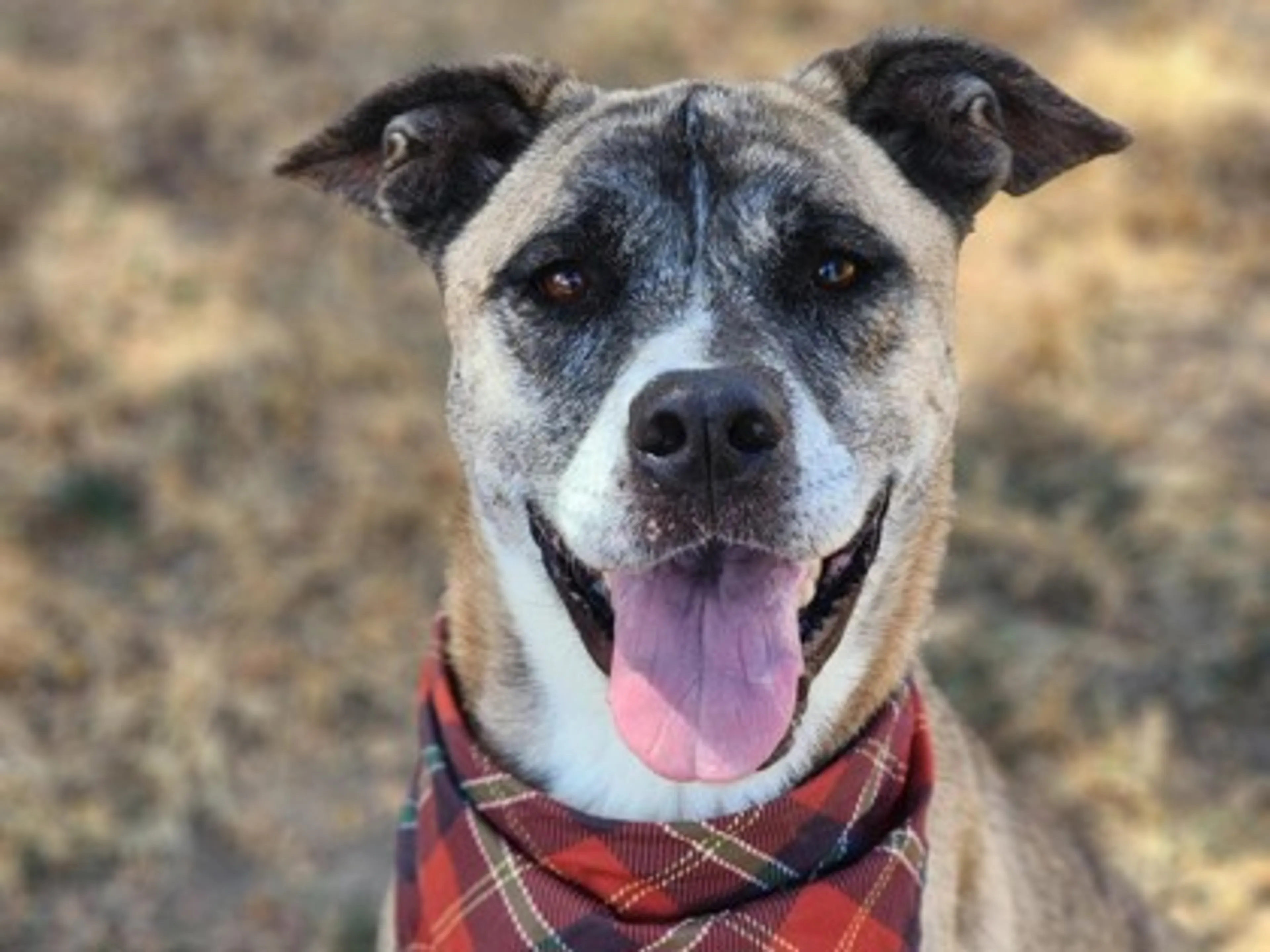cdn image