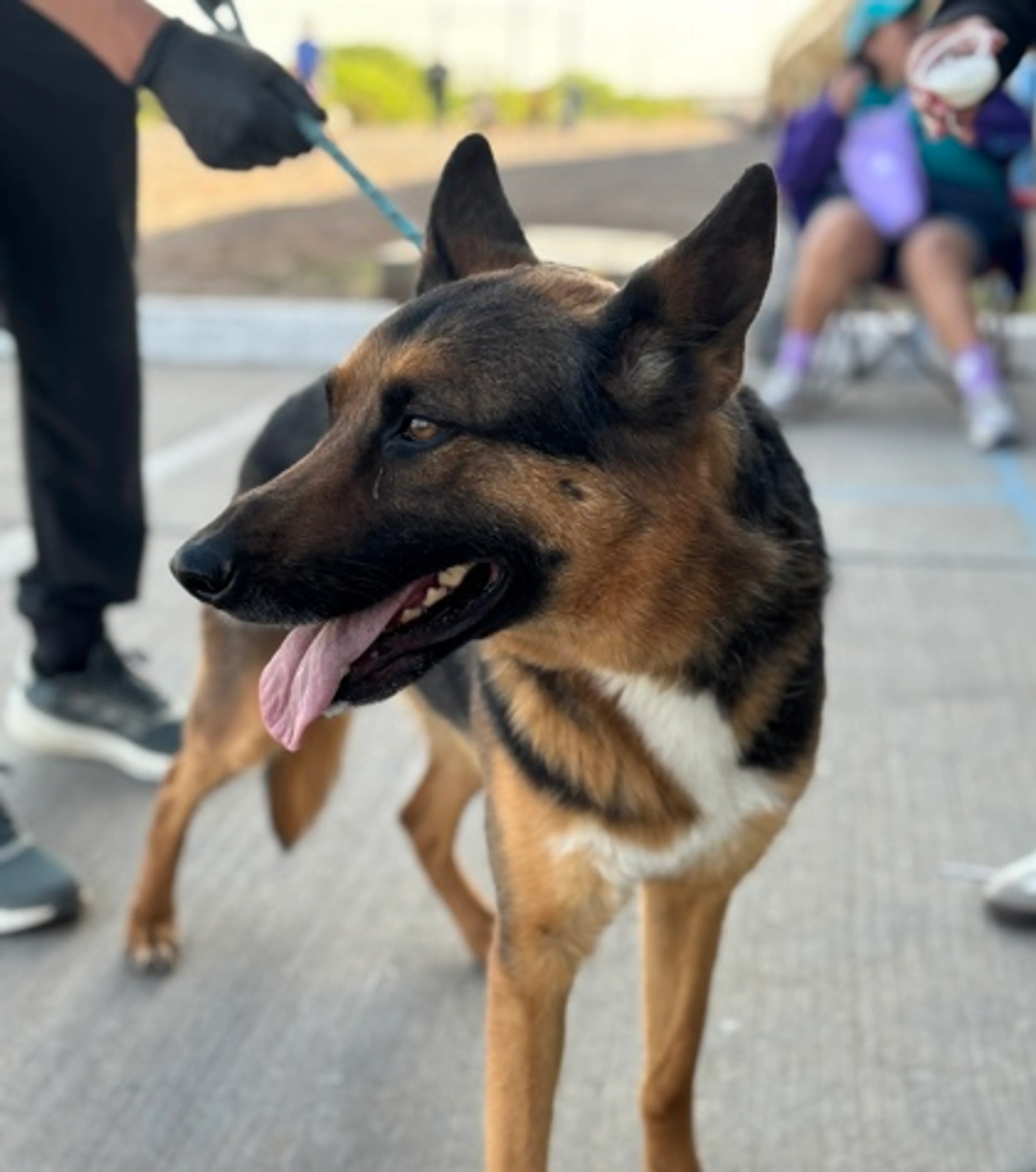 Found pet-1
