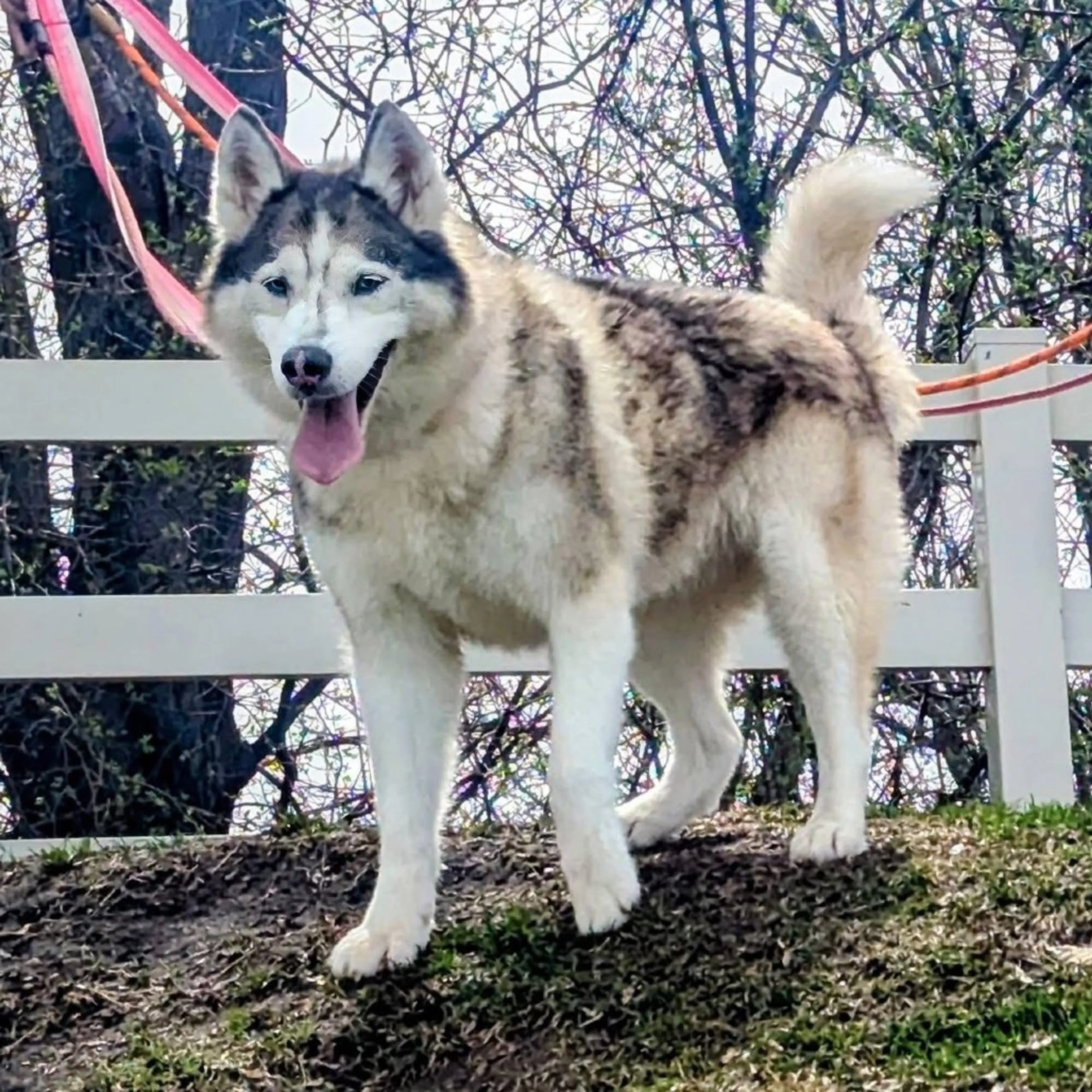 Found pet-12