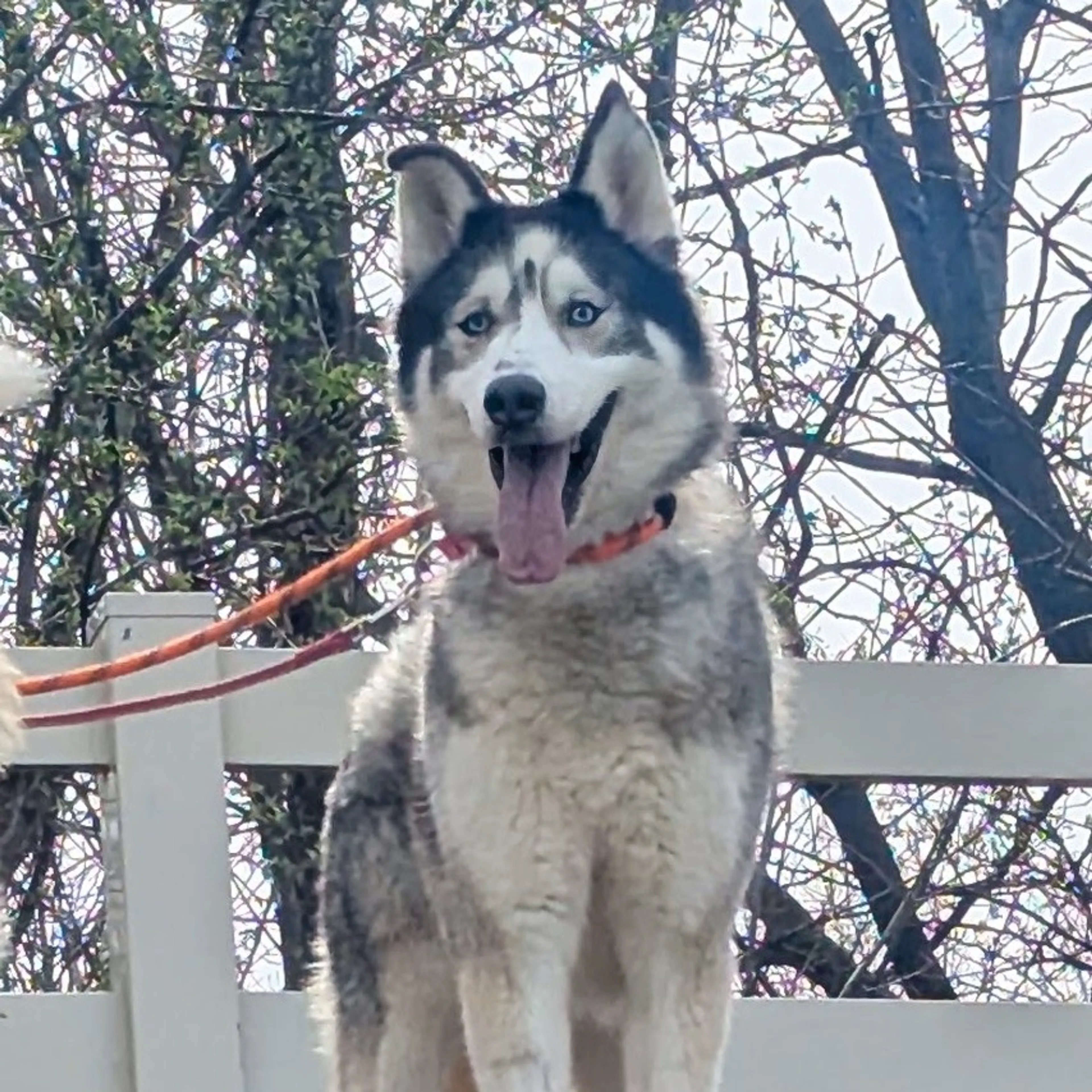 Found pet-1